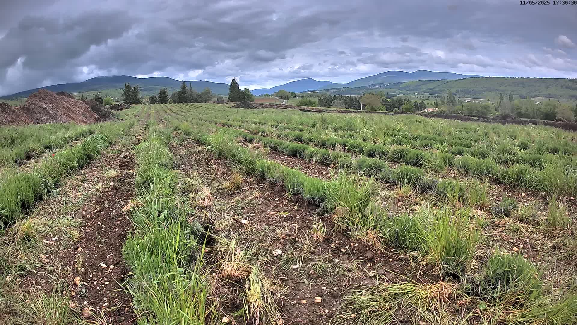 Rows of young lavender plants grow in a field under a cloudy sky, with distant mountains visible in the background.