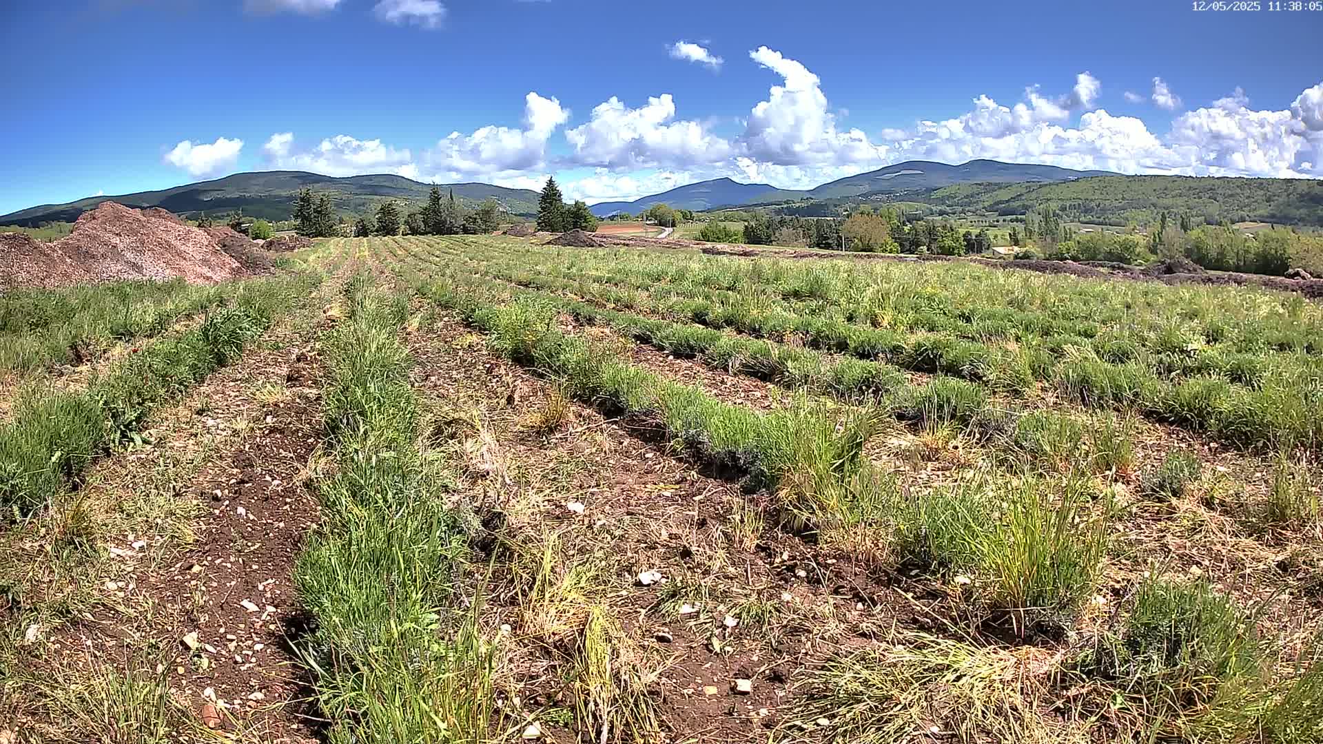Rows of young plants grow in a field under a mostly sunny sky, with mountains visible in the distance.
