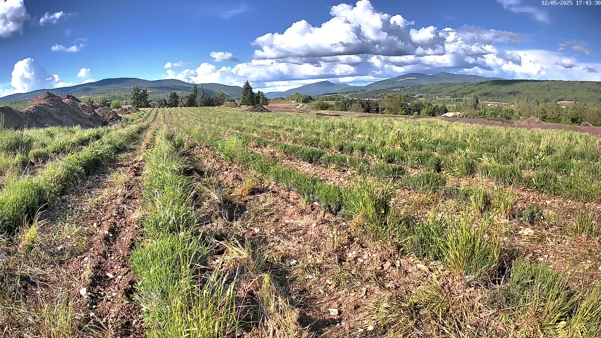 A partly cloudy day reveals rows of young plants growing in a field, with a distant mountain range visible under a blue sky.