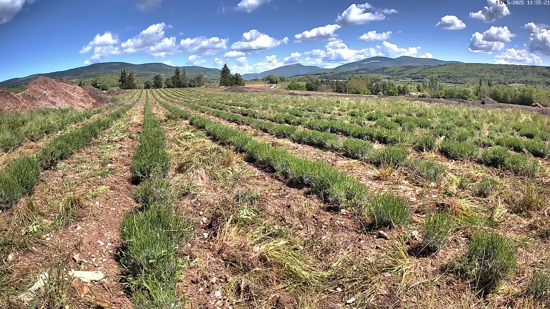 Rows of young lavender plants are growing in a field under a mostly sunny sky, with mountains visible in the distance.