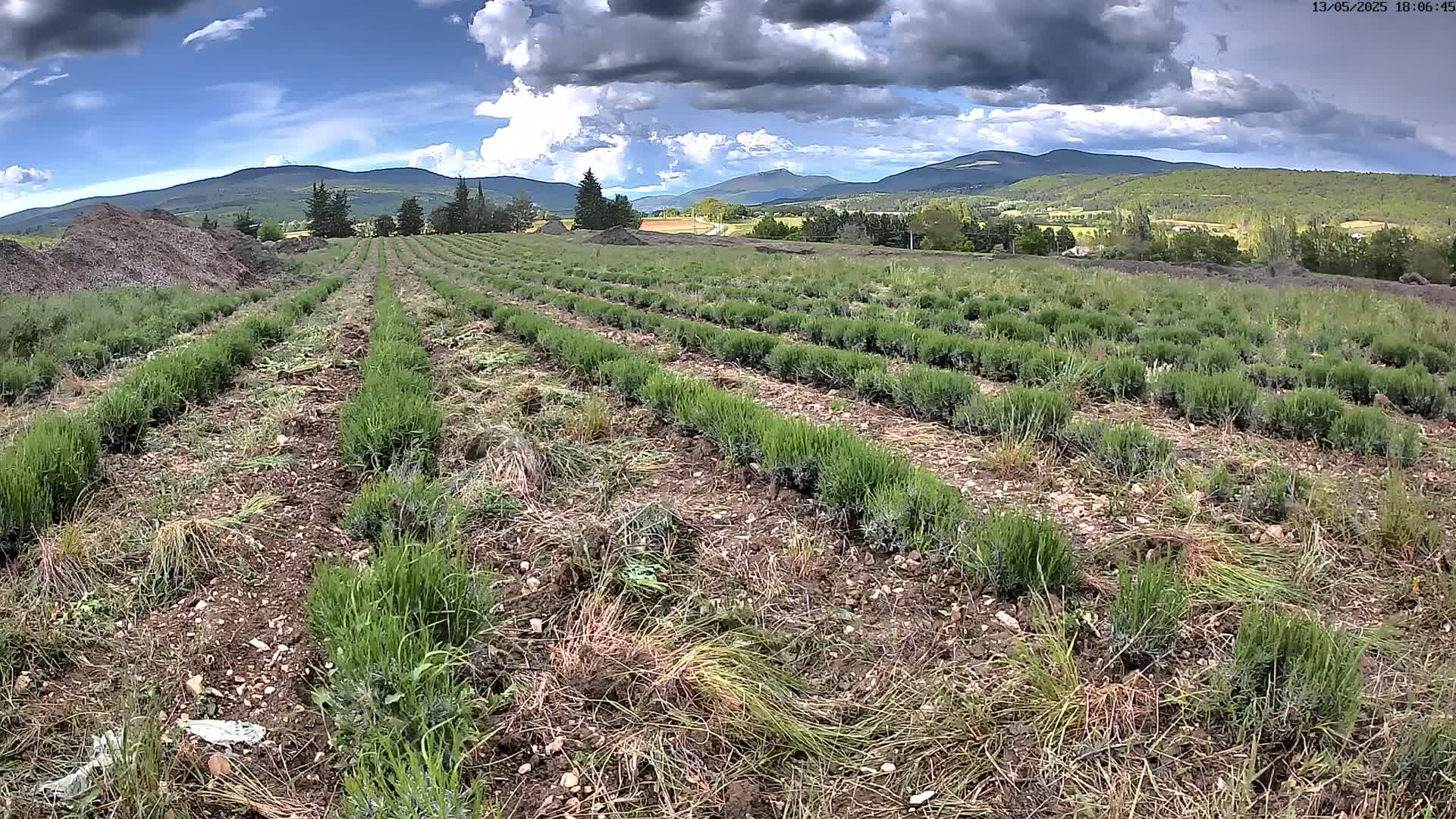 Rows of young lavender plants are growing in a field under a partly cloudy sky, with mountains visible in the distance.