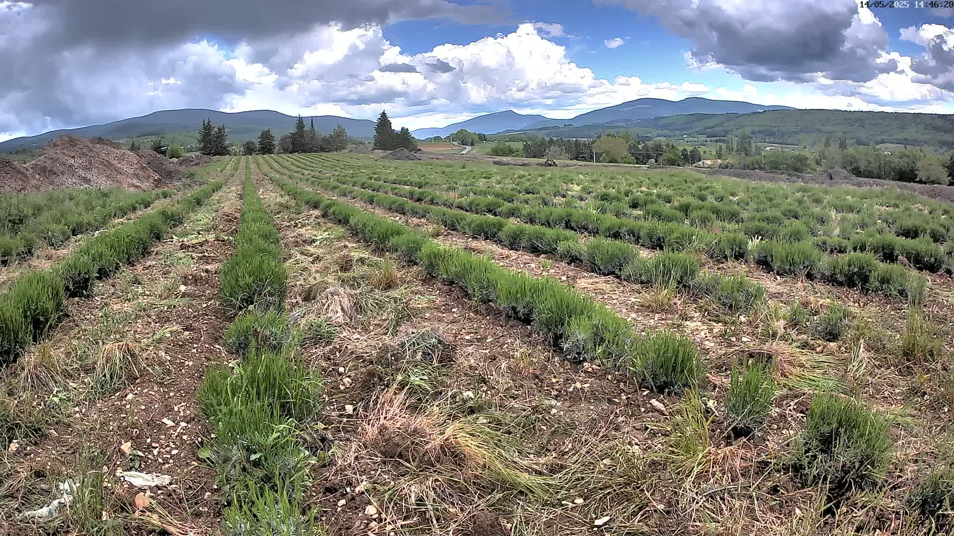 Rows of young lavender plants are growing in a field under a partly cloudy sky, with distant mountains visible in the background.