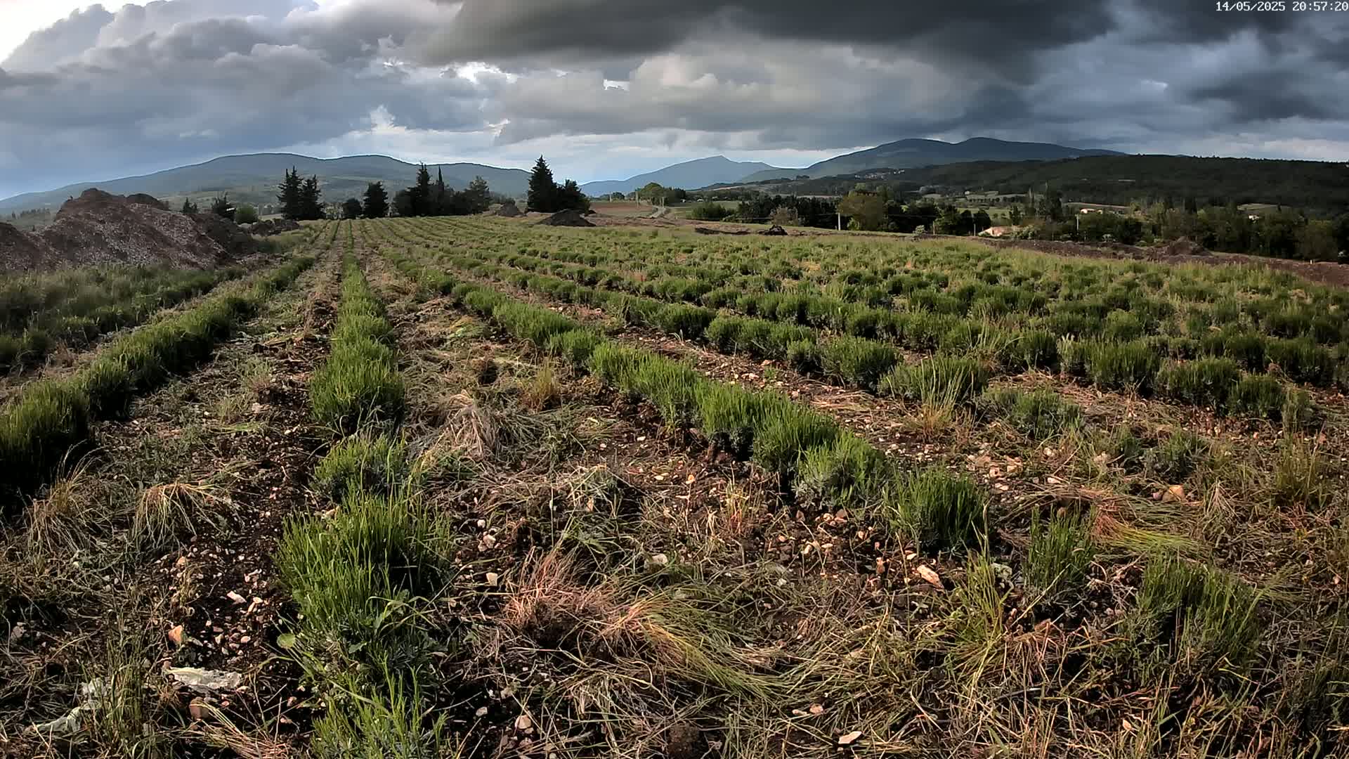 Rows of young lavender plants grow in a field under a dark, cloudy sky, with distant mountains visible in the background.