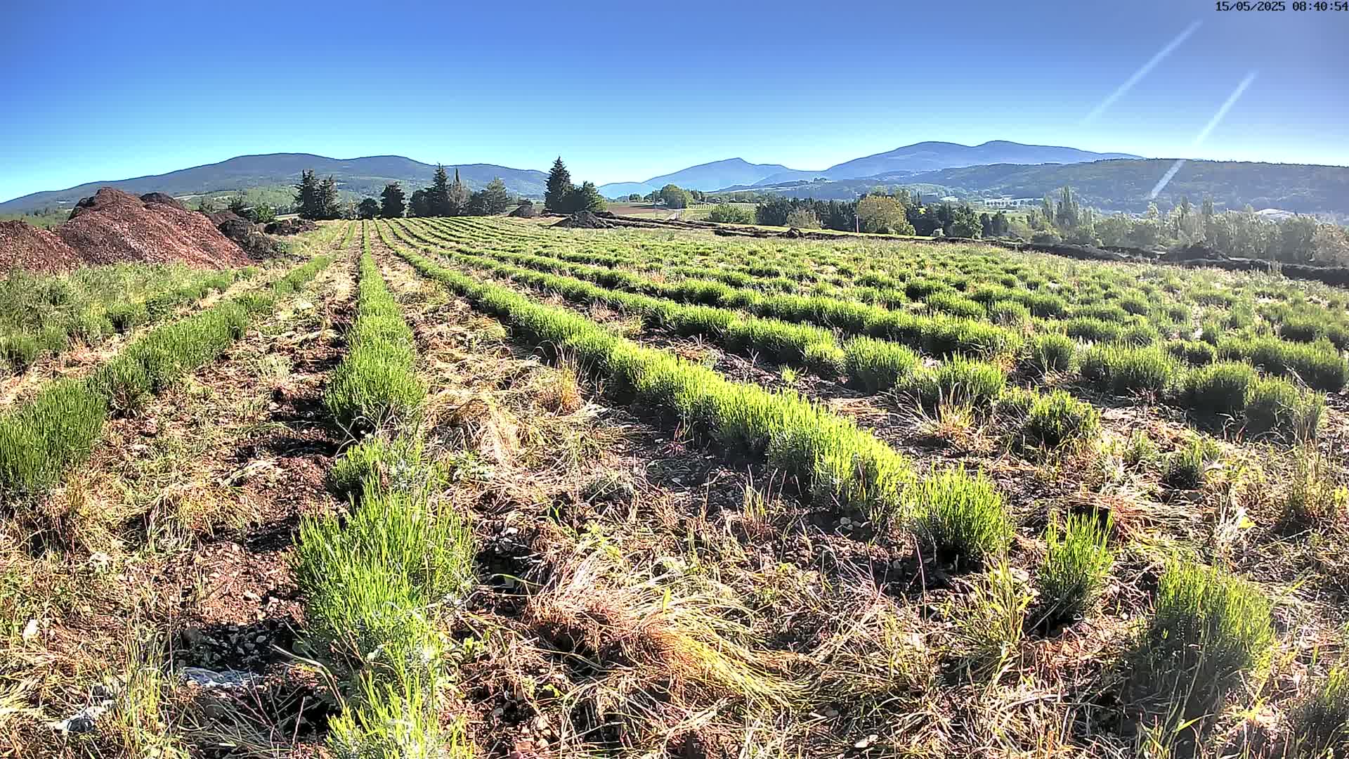 Sault - Pied du Ventoux Plant Field Panaromic Live Cam - Carpentras, Vaucluse, Provence-Alpes-Cote d’Azur, France