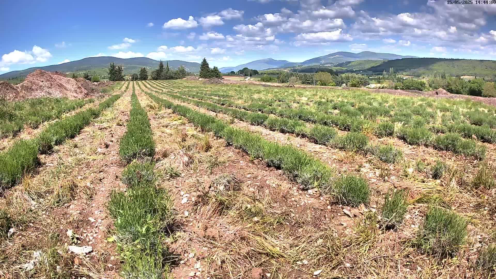 Rows of young lavender plants grow in a field under a partly cloudy blue sky, with distant mountains visible in the background.