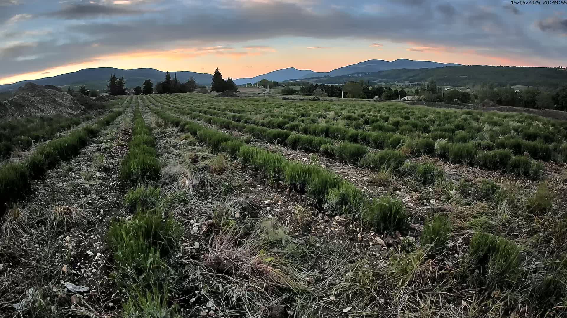 Rows of young lavender plants stretch across a field under a twilight sky, with mountains visible in the distance.