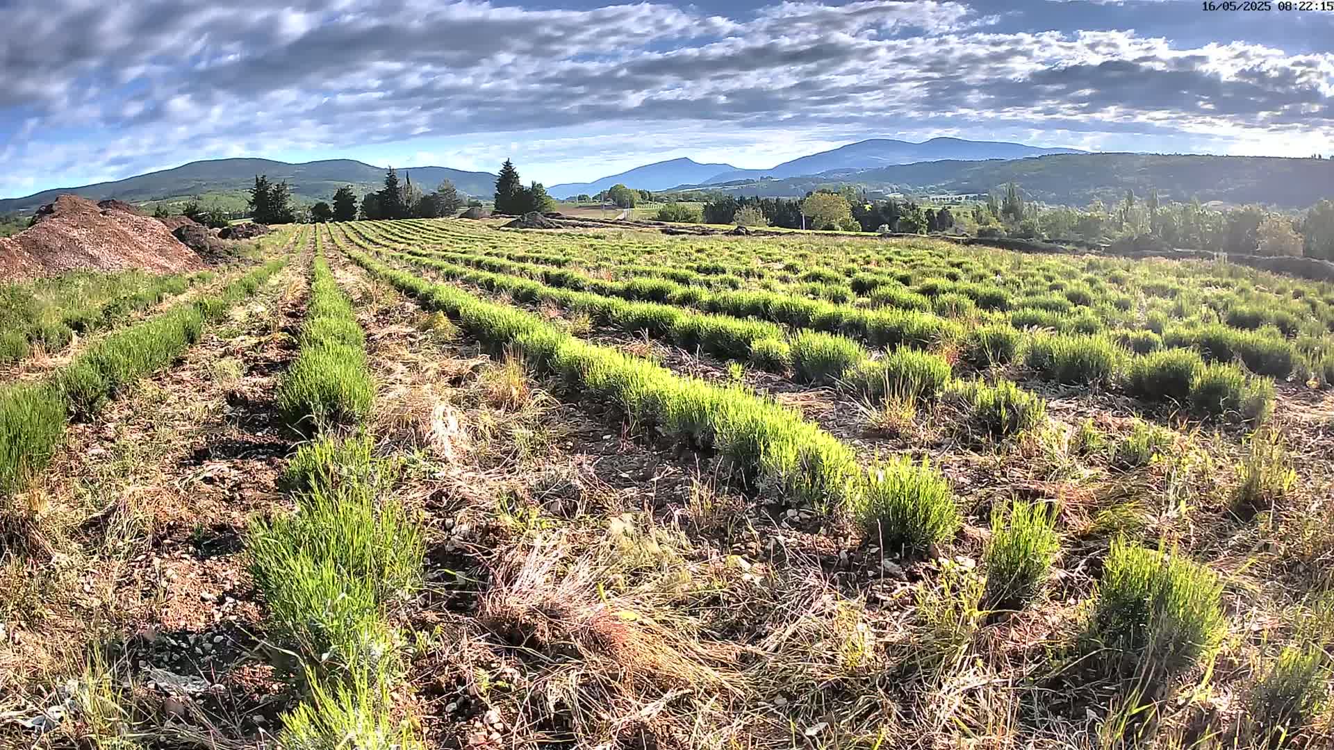 Sault - Pied du Ventoux Plant Field Panaromic Live Cam - Carpentras, Vaucluse, Provence-Alpes-Cote d’Azur, France