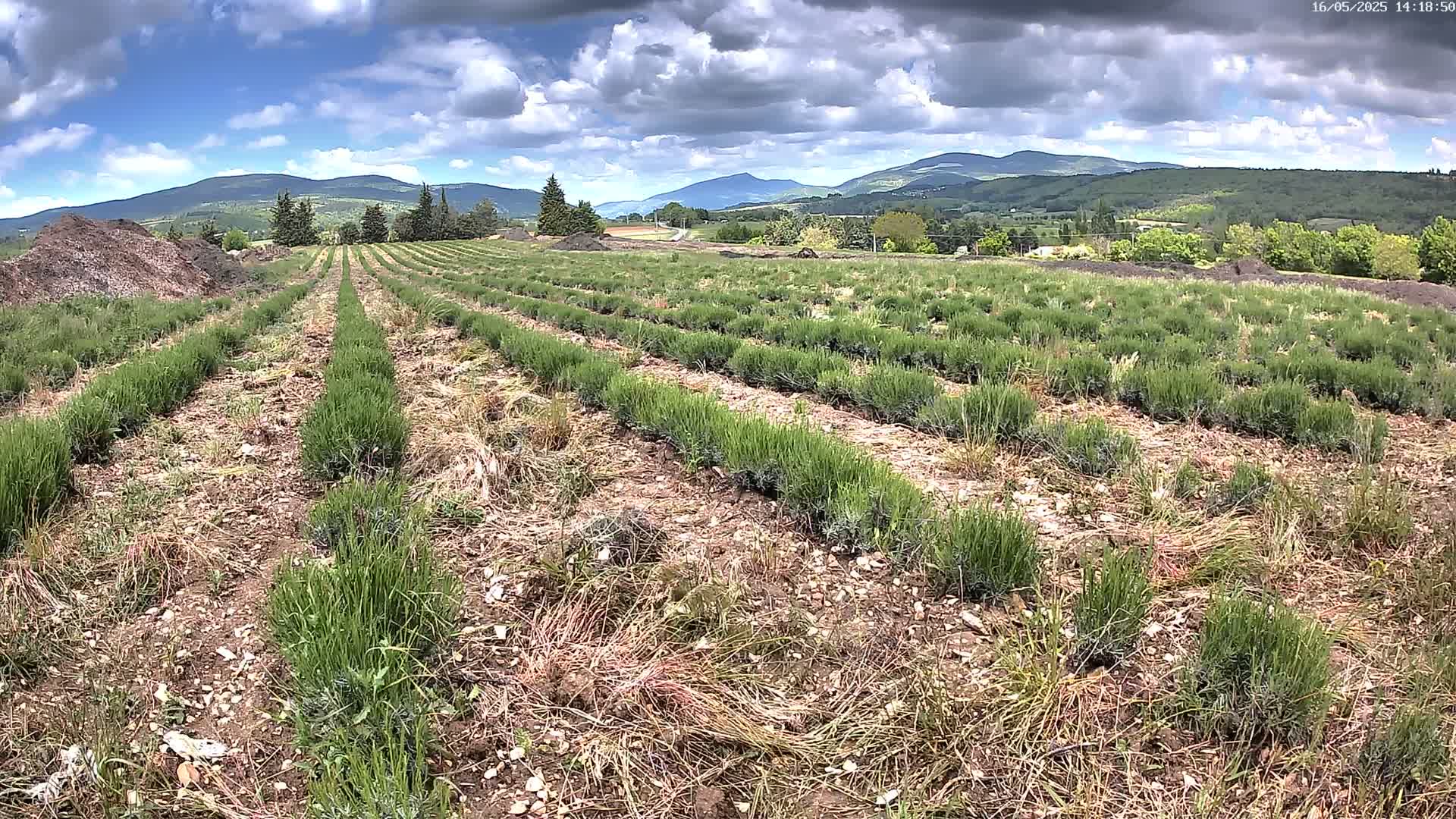 Rows of young lavender plants stretch across a field under a partly cloudy sky, with mountains visible in the distance.