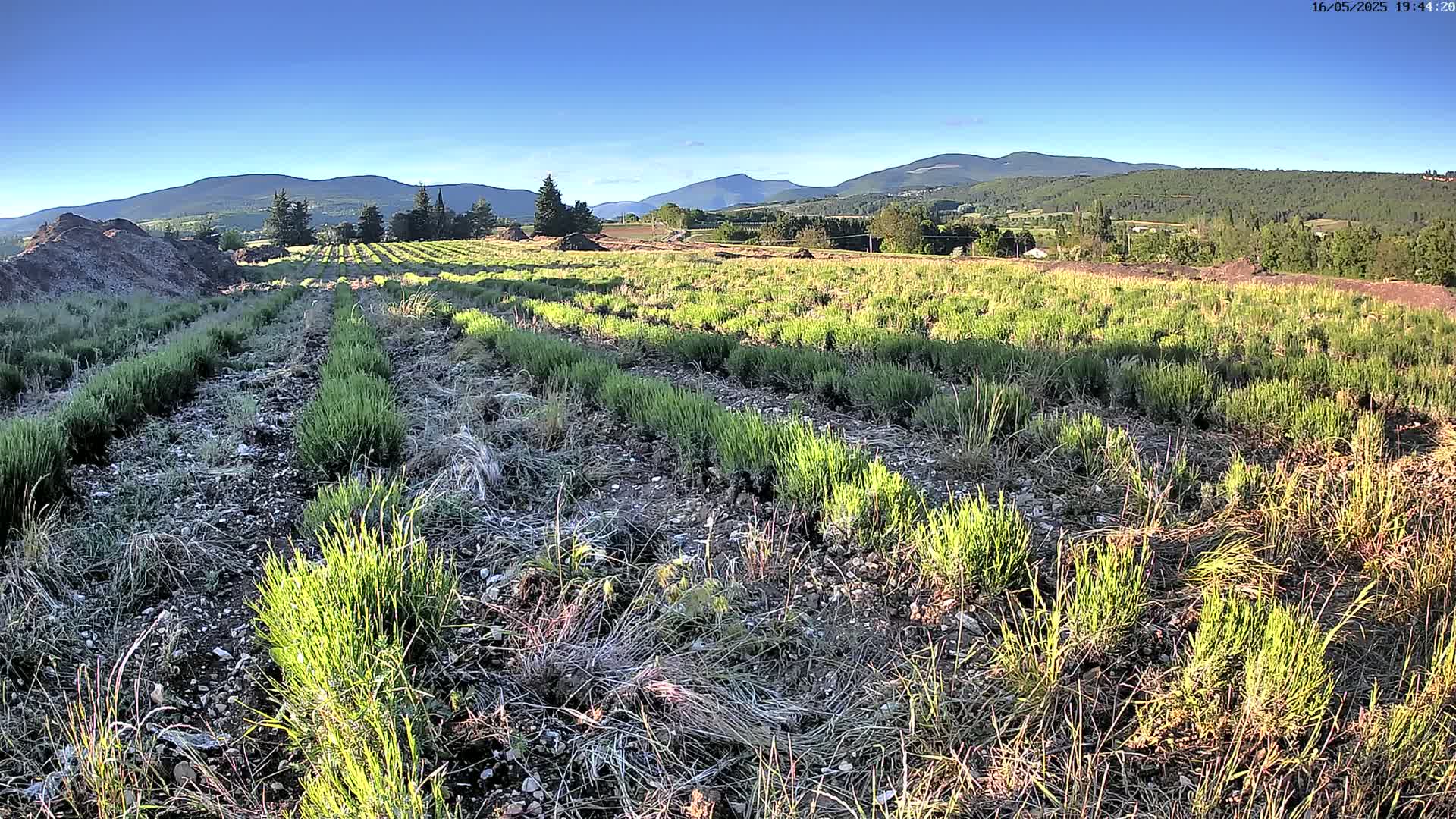 Rows of young lavender plants grow in a field under a clear blue sky, with distant mountains visible in the background.