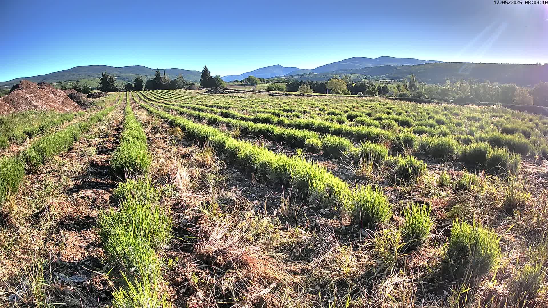 Sault - Pied du Ventoux Plant Field Panaromic Live Cam - Carpentras, Vaucluse, Provence-Alpes-Cote d’Azur, France