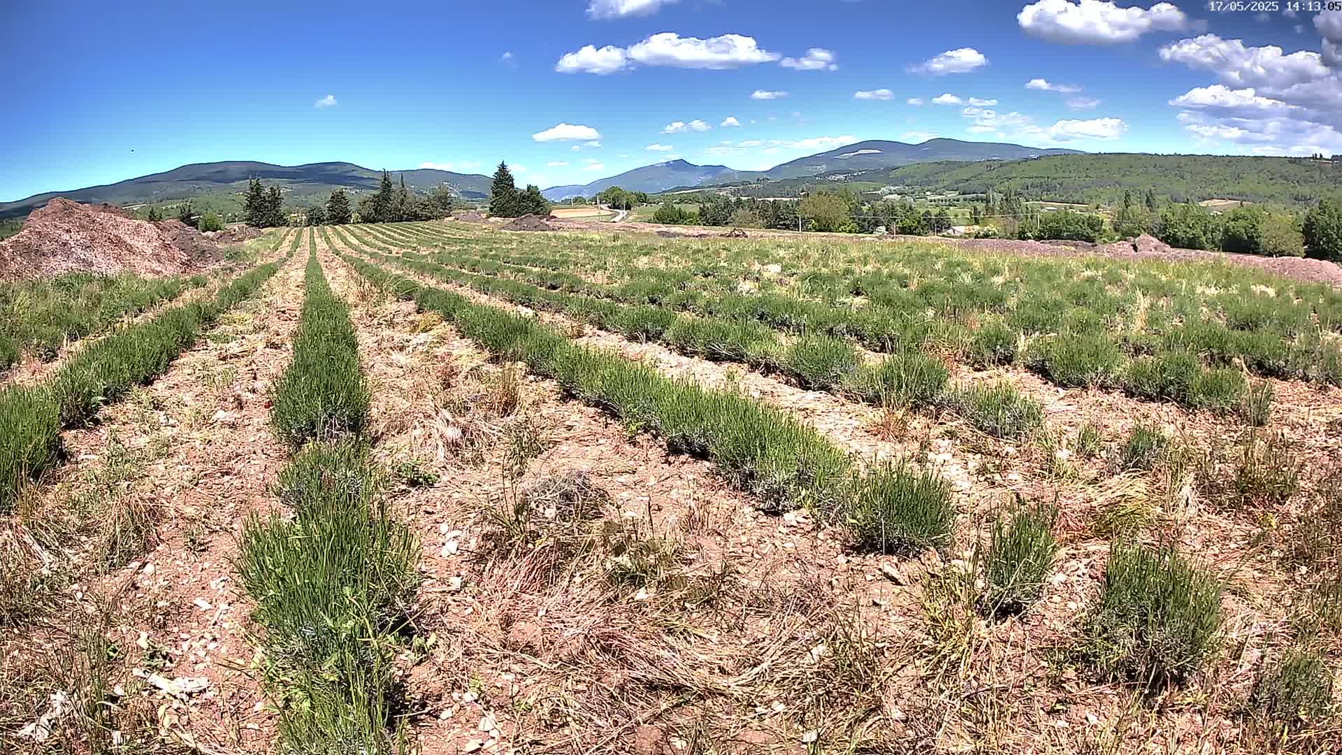 Rows of young green plants are planted in a field under a sunny sky with some clouds, mountains in the background.