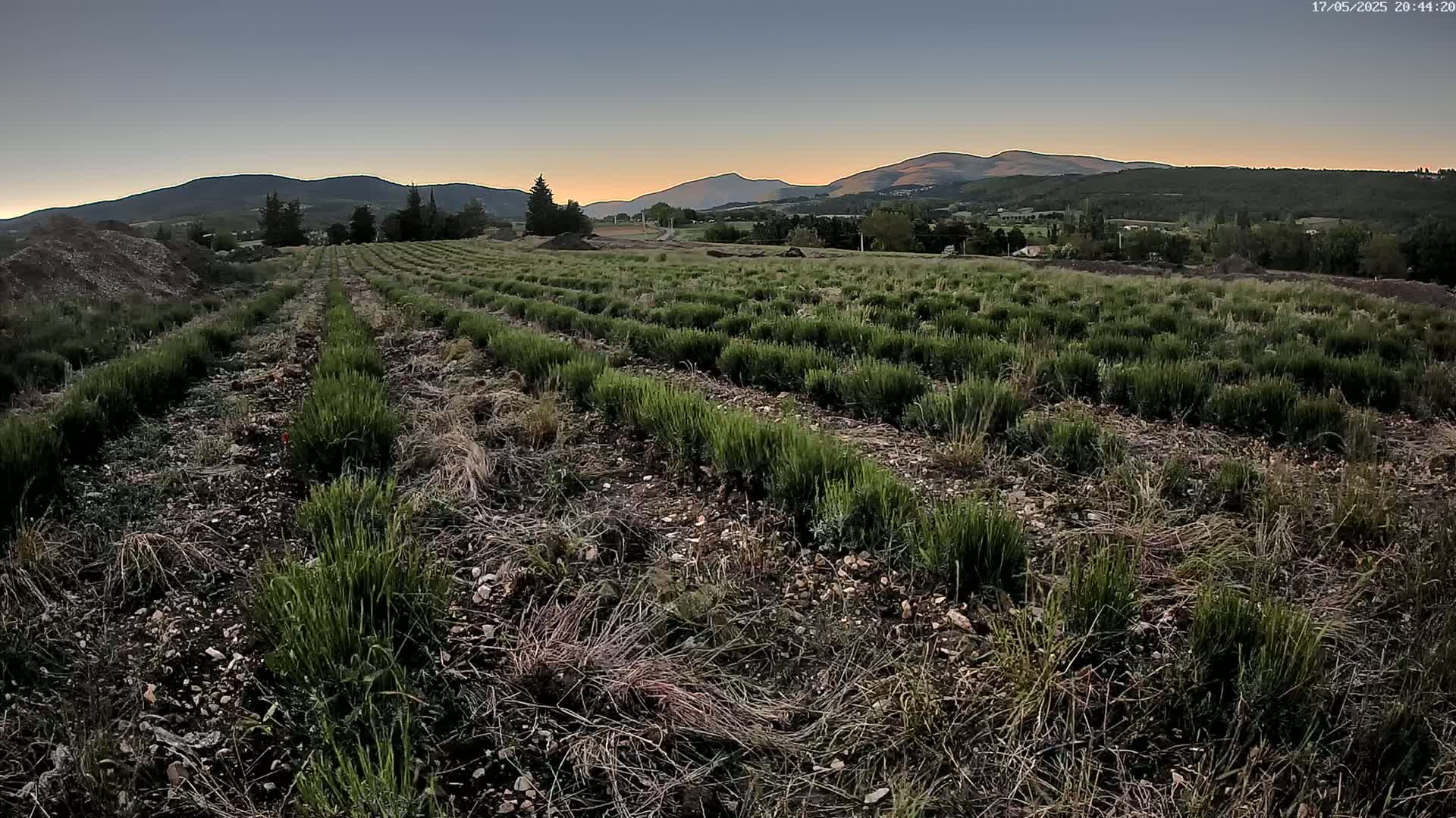 Rows of low-lying green plants extend across a field under a twilight sky, with distant mountains visible in the background.