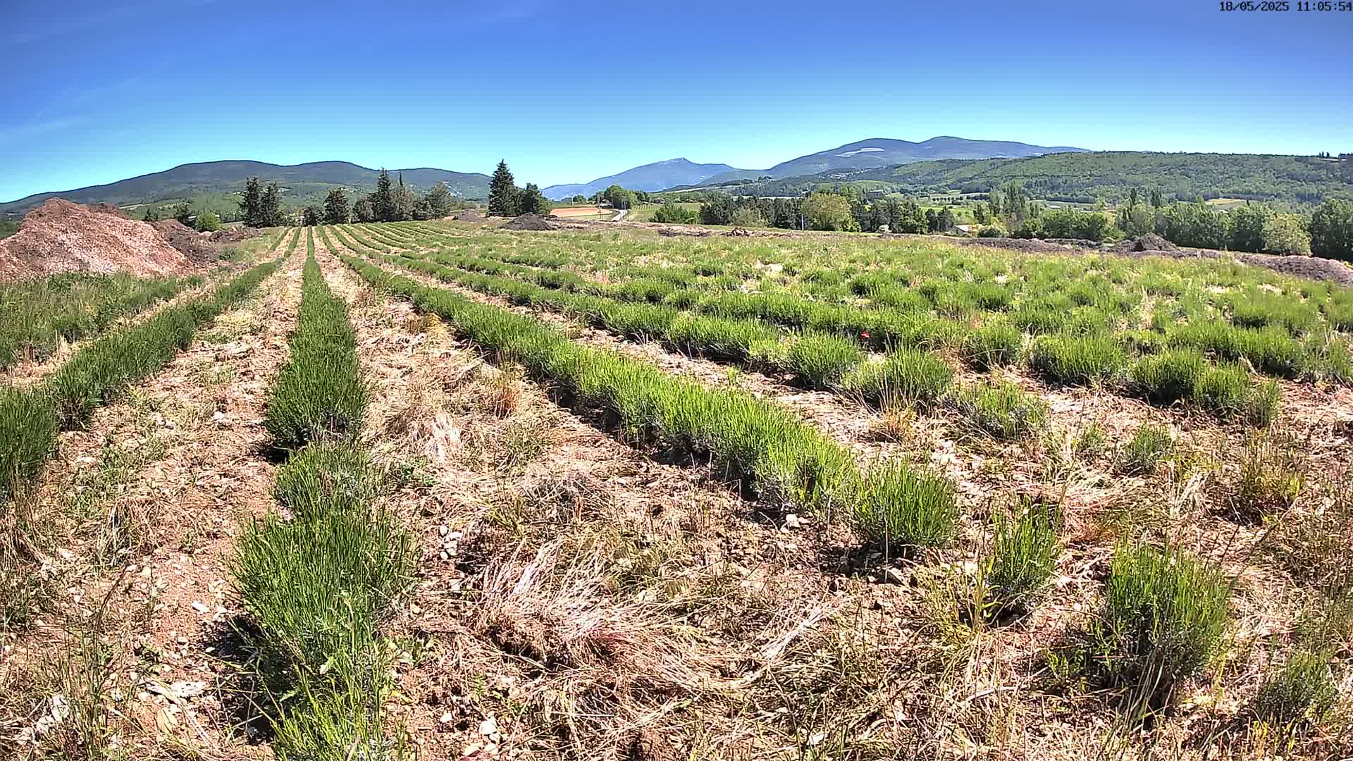 Rows of short, green plants are planted in a field under a clear blue sky, with mountains visible in the distance.