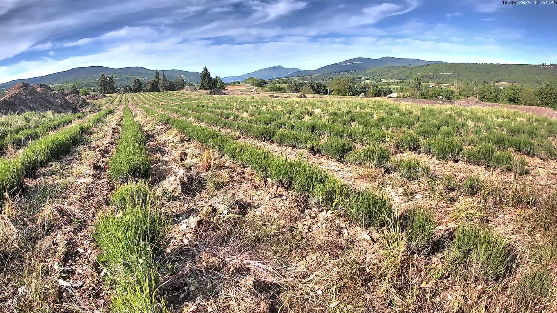 Rows of young, green plants stretch across a field under a partly cloudy sky, with mountains visible in the distance.