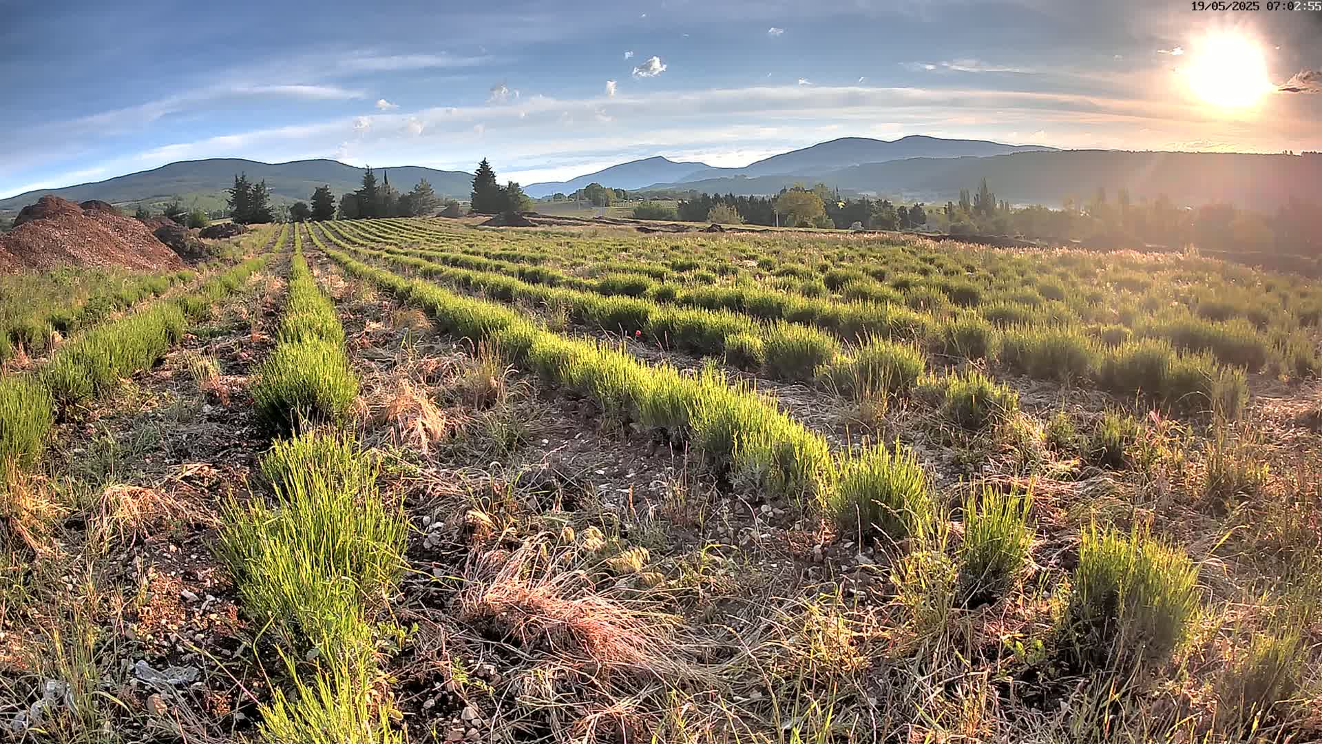 Sault - Pied du Ventoux Plant Field Panaromic Live Cam - Carpentras, Vaucluse, Provence-Alpes-Cote d’Azur, France