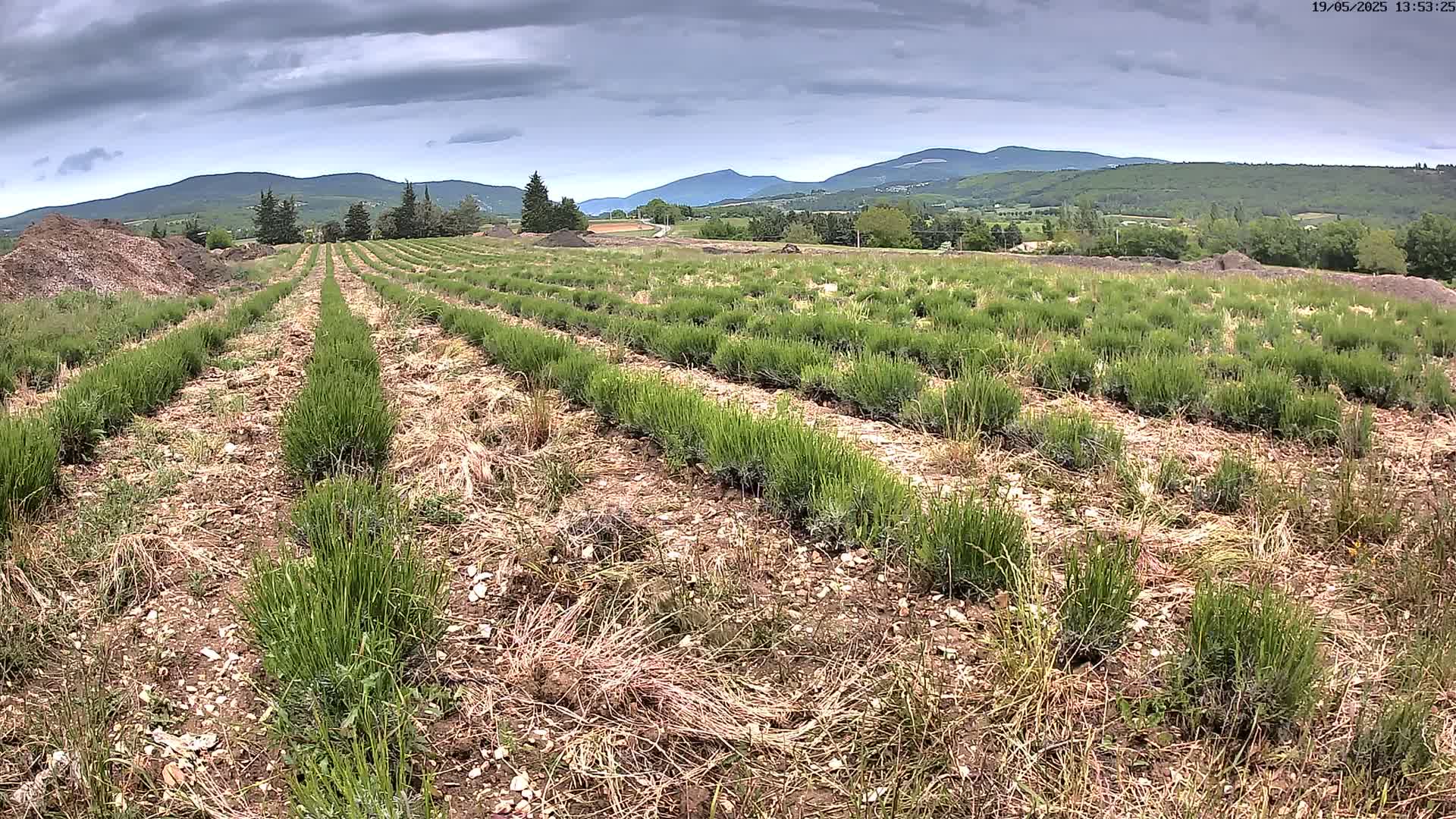 Rows of young lavender plants grow in a field under a cloudy sky, with distant mountains visible in the background.