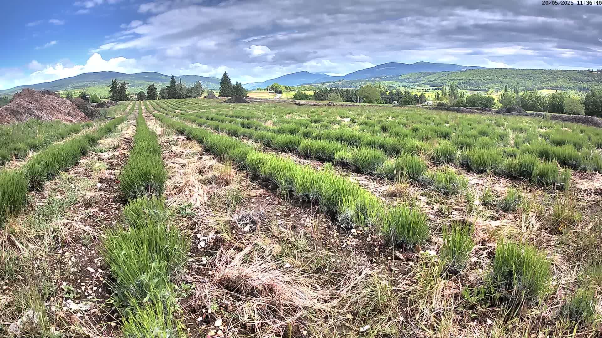 Rows of young, green plants stretch across a field under a partly cloudy sky, with mountains visible in the distance.