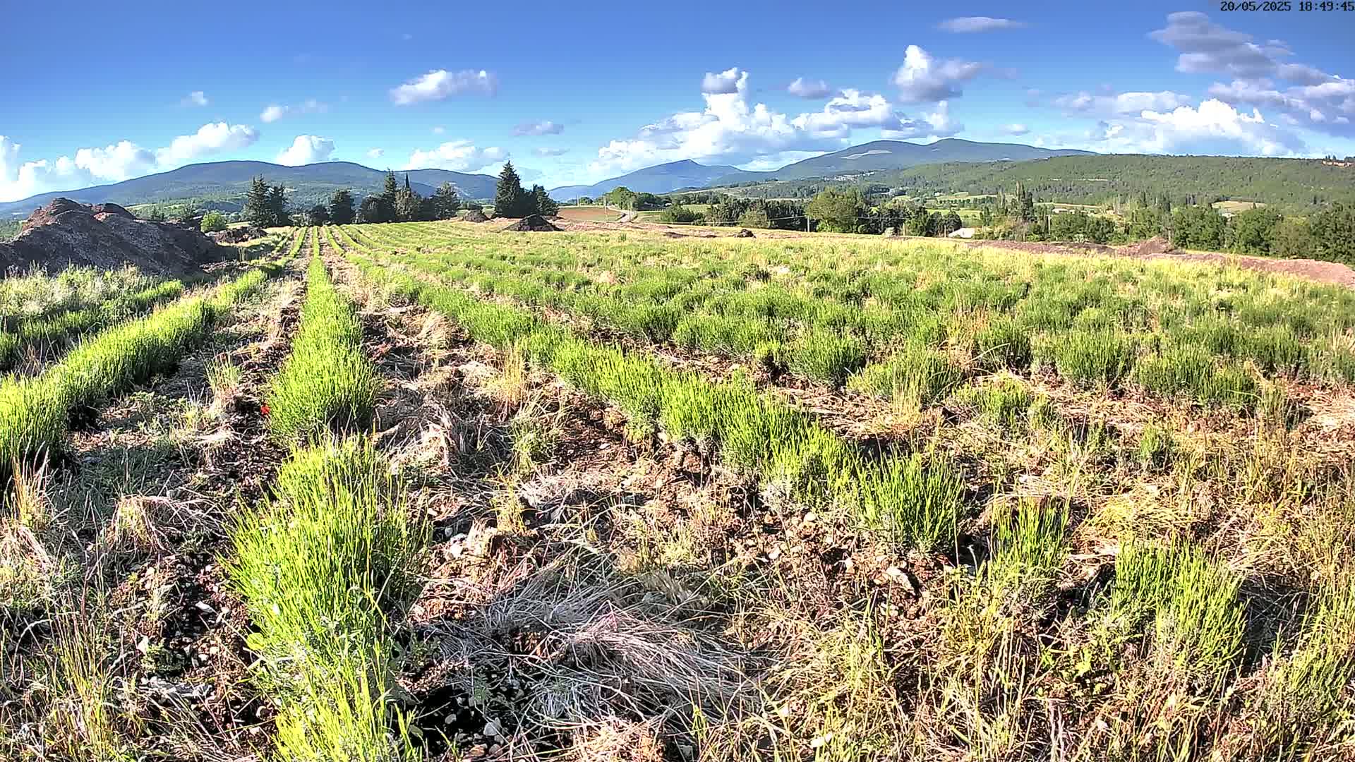 Rows of young green plants are growing in a field under a mostly sunny sky with some clouds, mountains are visible in the distance.