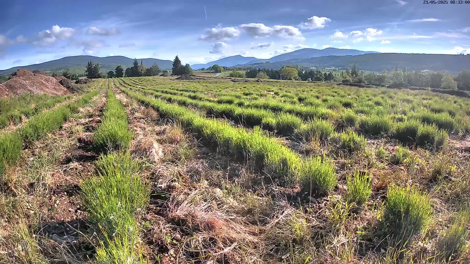 Sault - Pied du Ventoux Plant Field Panaromic Live Cam - Carpentras, Vaucluse, Provence-Alpes-Cote d’Azur, France