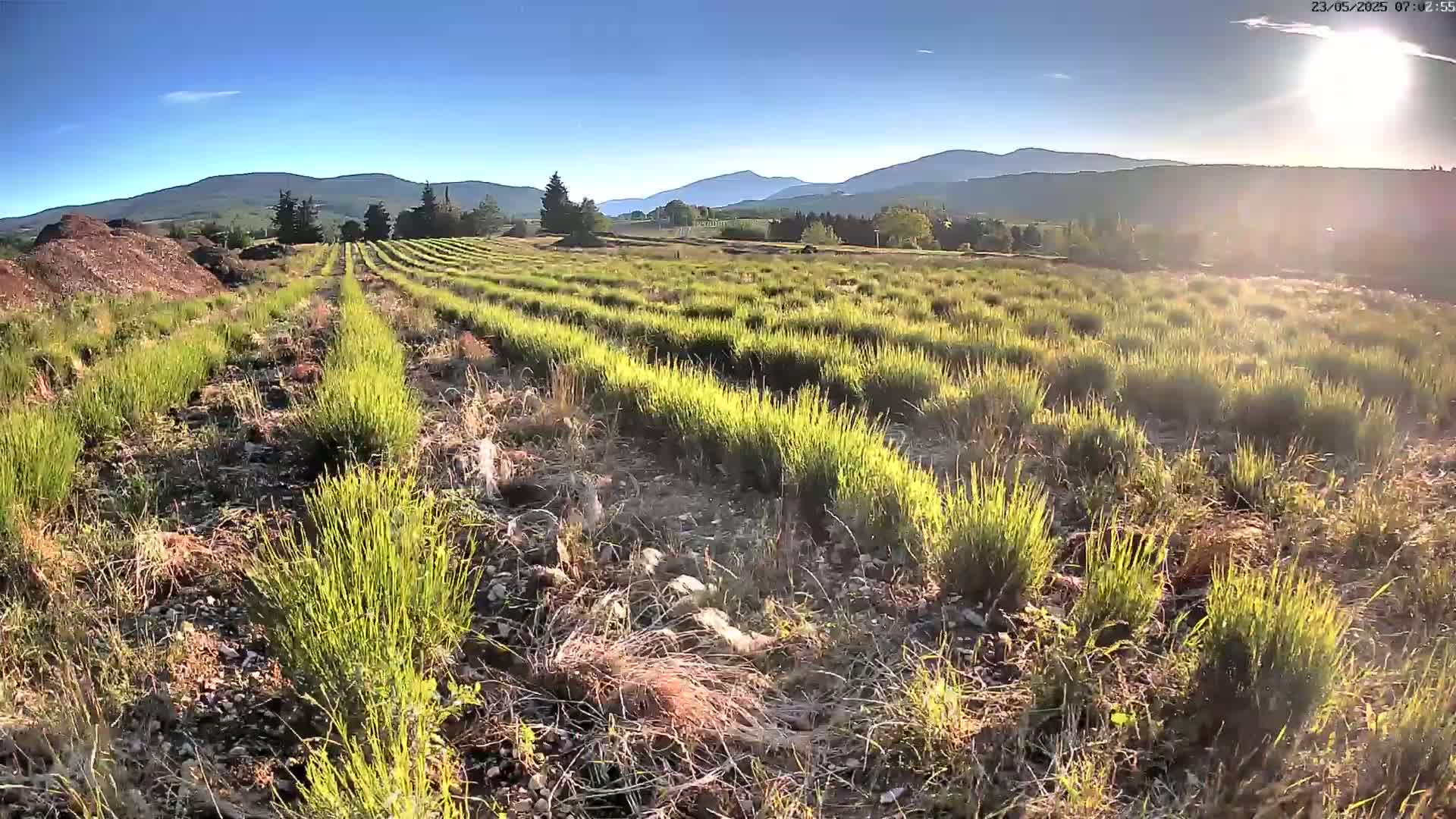 Rows of young, bright green plants stretch across a field under a sunny, clear sky, with mountains visible in the background.