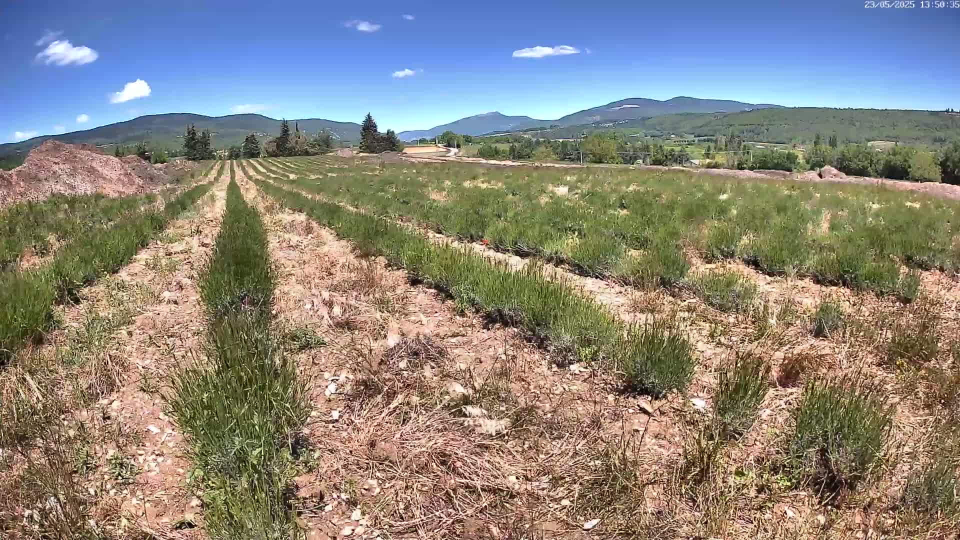 Rows of young, green plants are planted in dry, brown soil under a clear blue sky with a few clouds and distant mountains.
