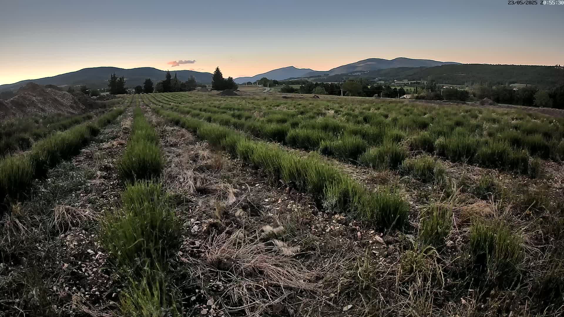 Rows of low-lying green plants stretch across a field under a twilight sky, with mountains visible in the distance.