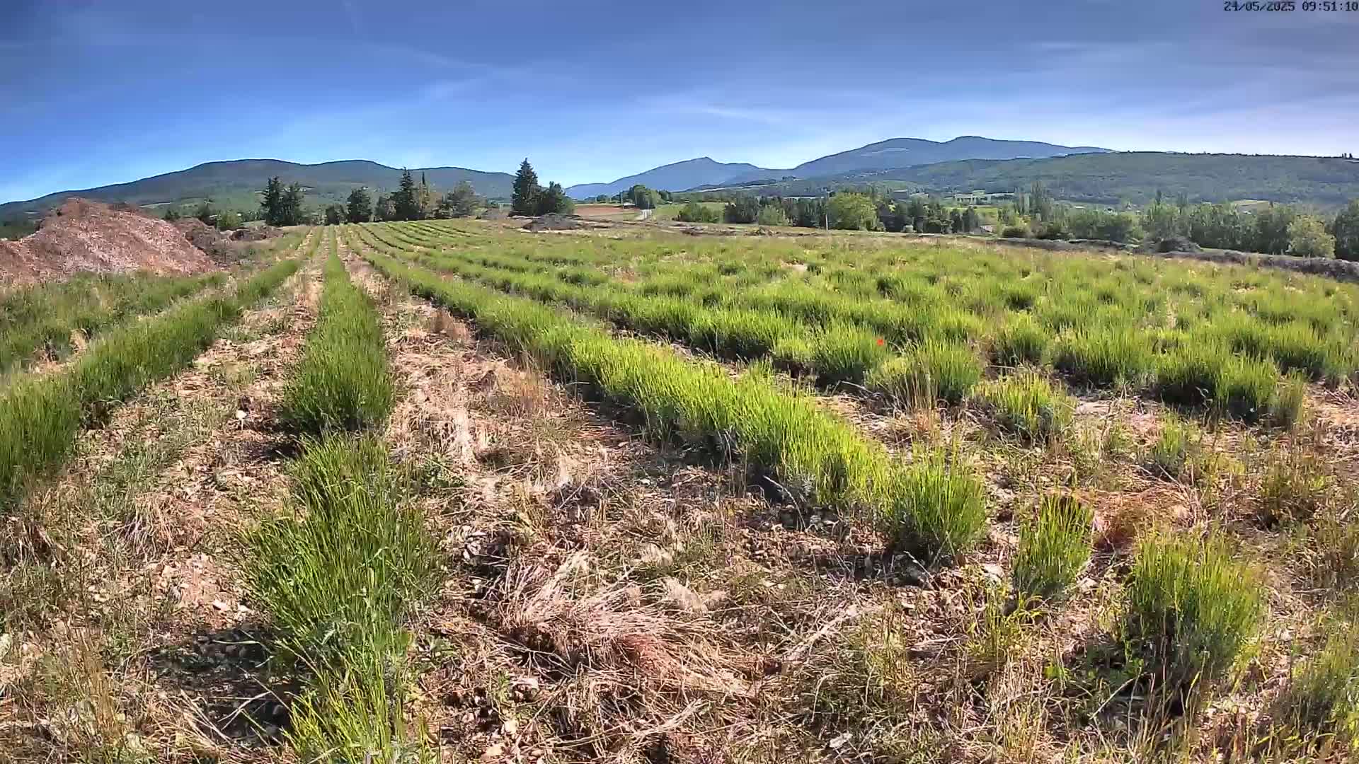 Rows of young, green plants stretch across a field under a clear blue sky, with mountains visible in the distance.