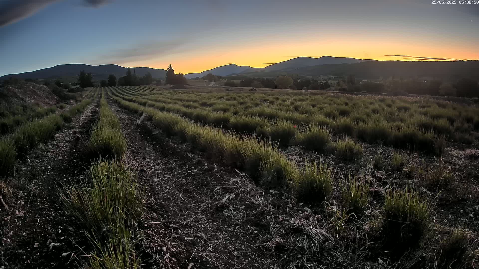 Sault - Pied du Ventoux Plant Field Panaromic Live Cam - Carpentras, Vaucluse, Provence-Alpes-Cote d’Azur, France