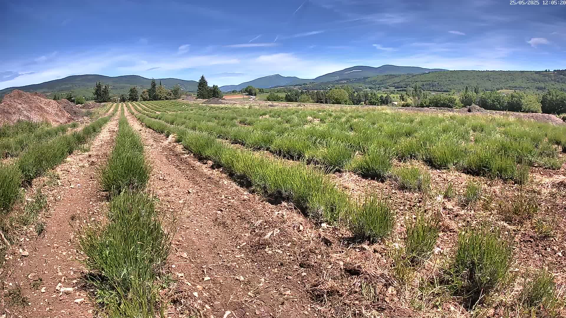 Rows of young, green plants stretch toward distant mountains under a clear blue sky.