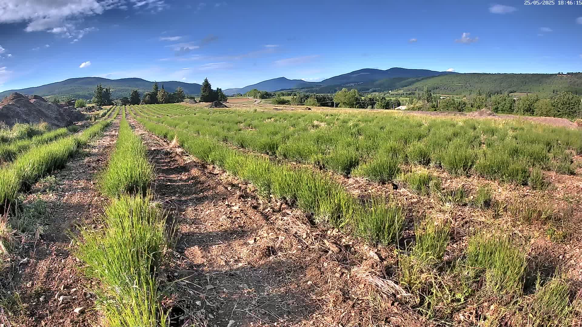 Rows of young, green plants are planted in brown soil, stretching towards distant mountains under a mostly sunny sky.