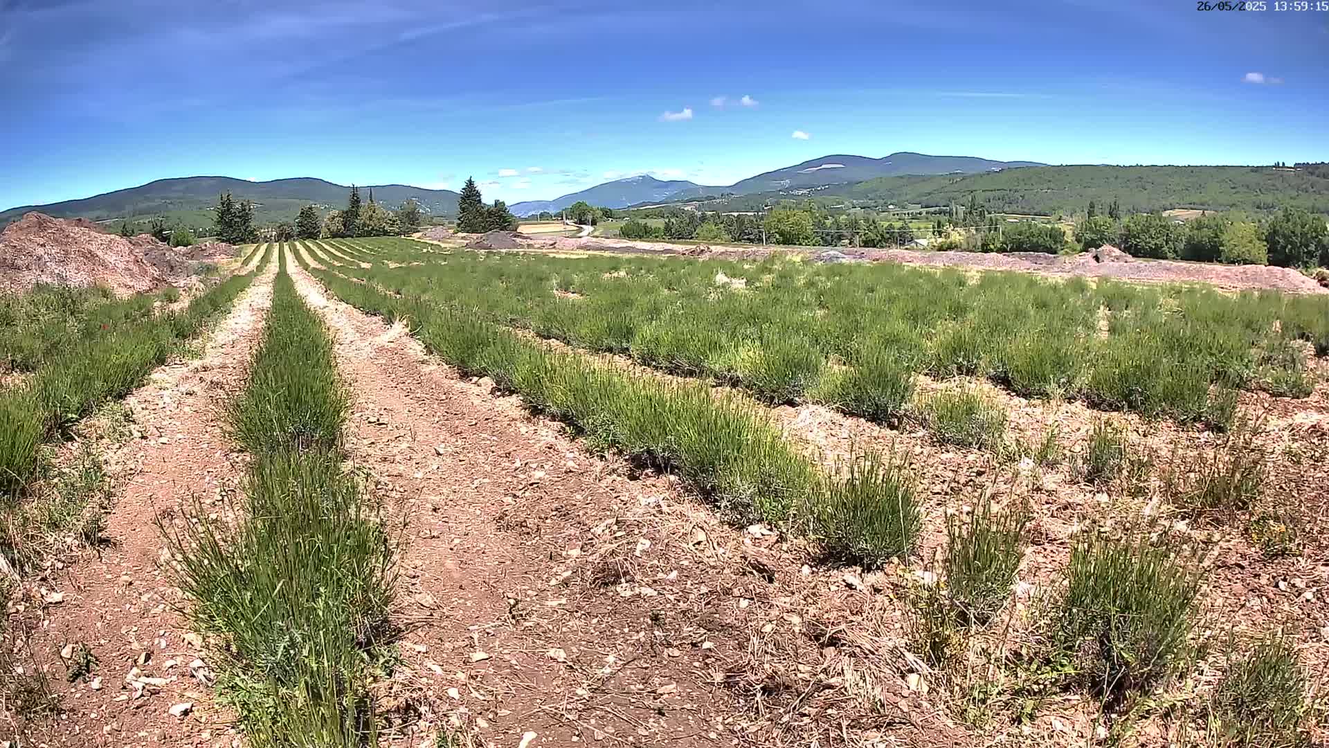 Rows of short, green plants stretch across a field under a sunny sky, with mountains visible in the distance.