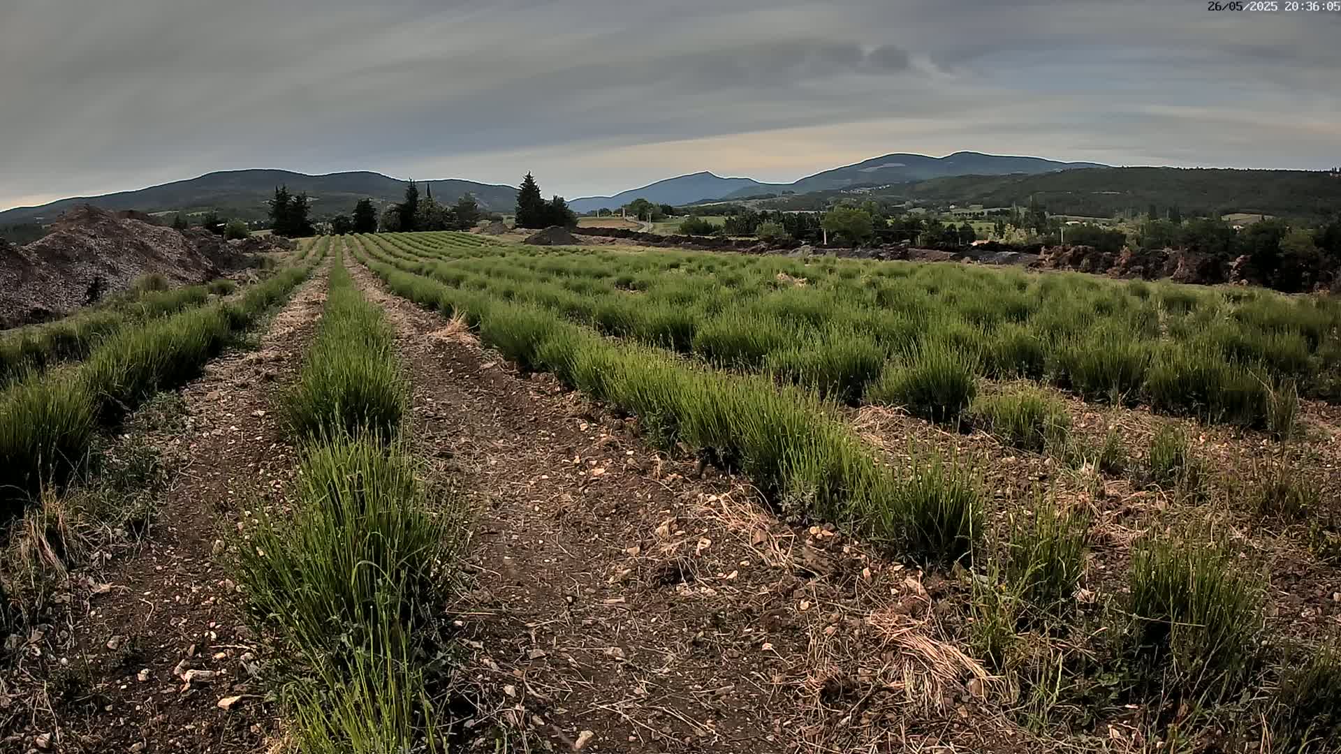 Rows of low-lying green plants stretch across a field under an overcast sky, with mountains visible in the distance.