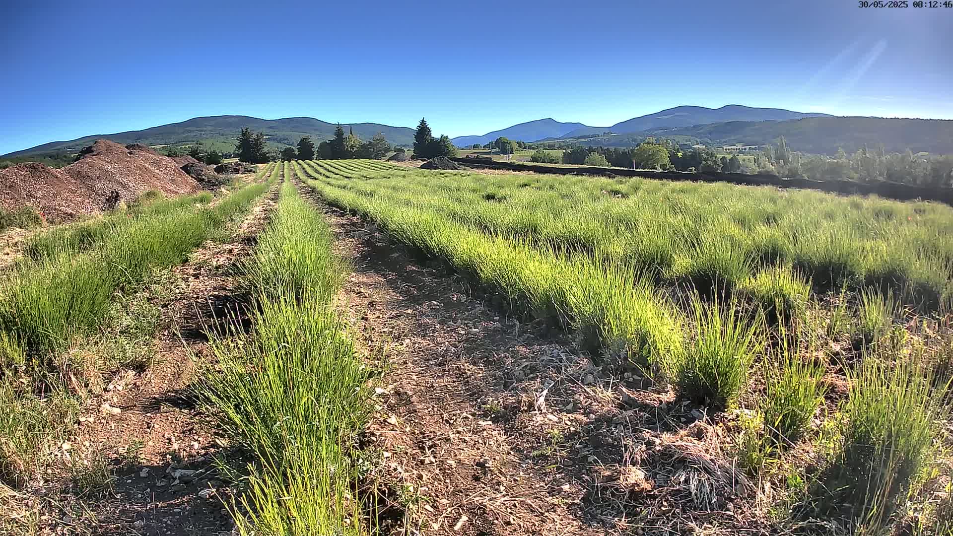 Rows of bright green, short plants grow in a field under a clear blue sky, with mountains visible in the distance.
