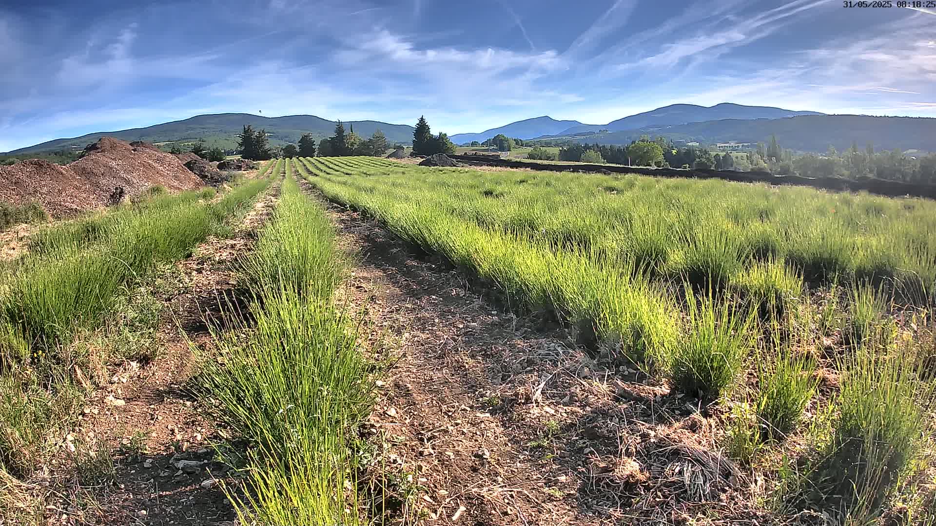 Sault - Pied du Ventoux Plant Field Panaromic Live Cam - Carpentras, Vaucluse, Provence-Alpes-Cote d’Azur, France