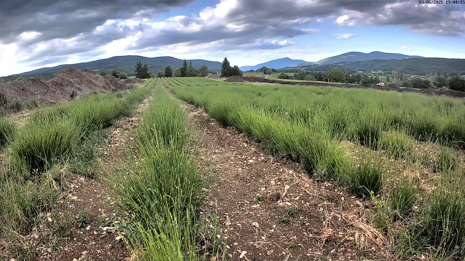 Rows of vibrant green plants stretch across a field under a partly cloudy sky, with mountains visible in the distance.