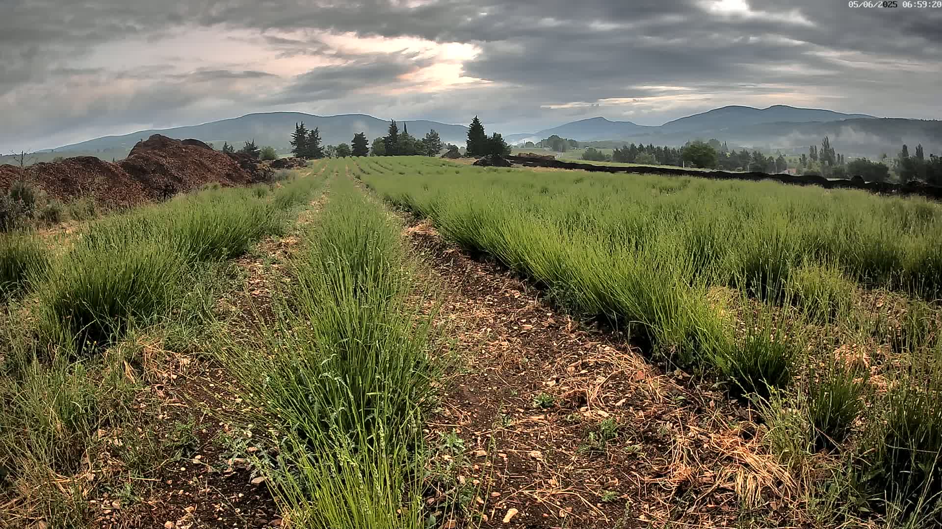 Rows of green plants grow in a field under a cloudy sky, with mountains visible in the distance.