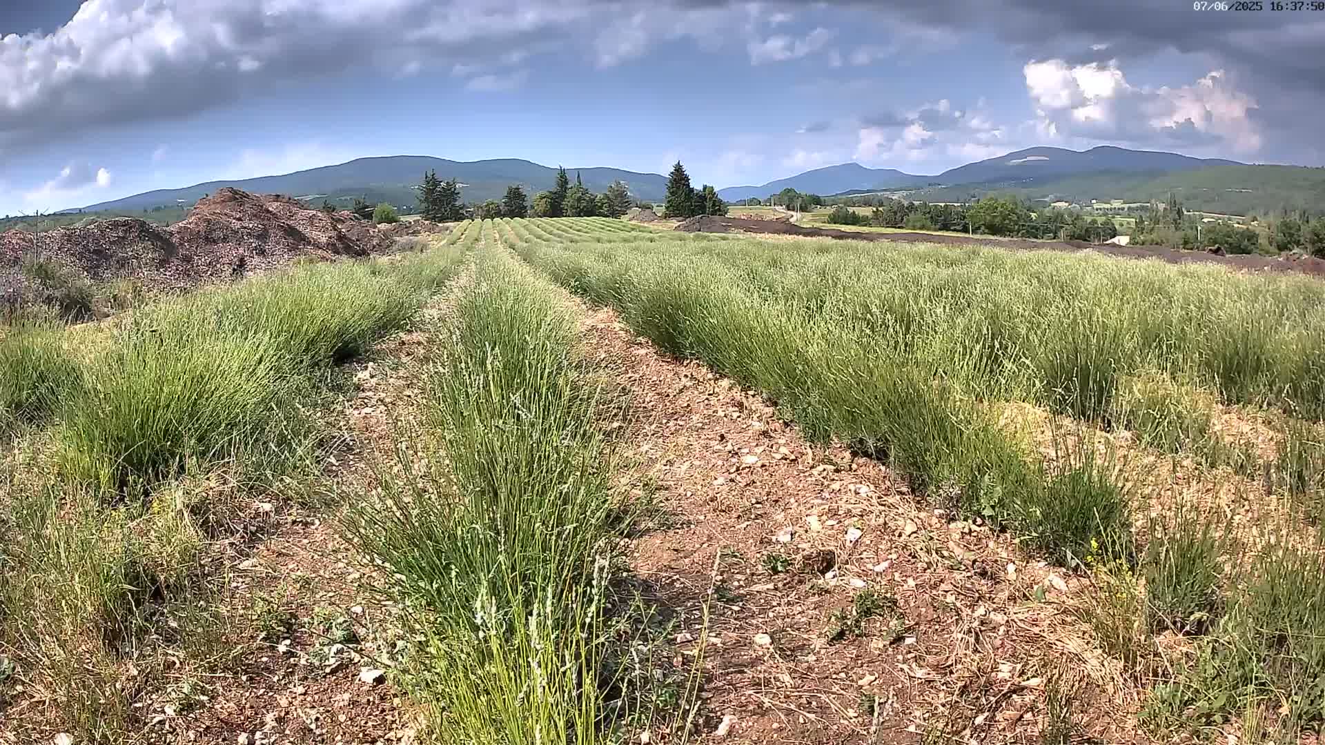 Rows of tall, light green plants grow in a field under a partly cloudy sky, with mountains visible in the distance.