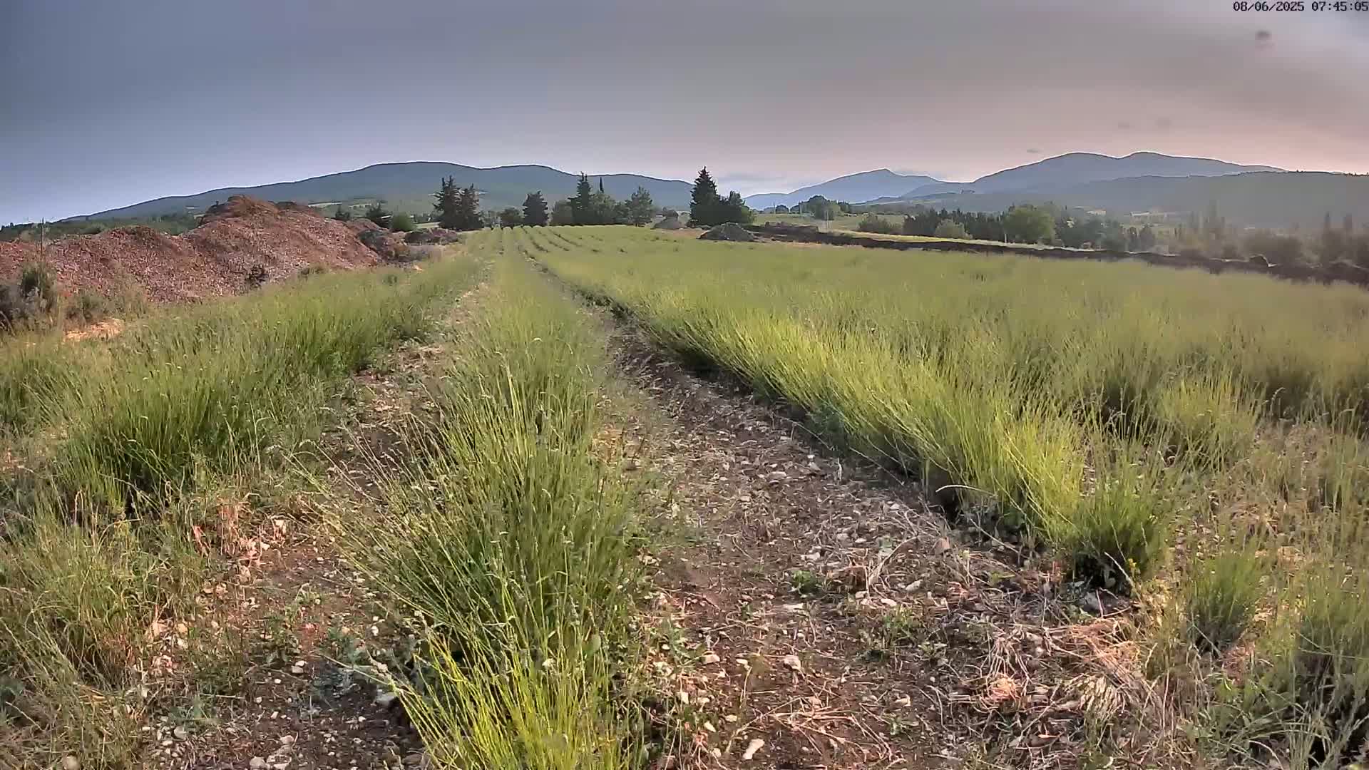 Sault - Pied du Ventoux Plant Field Panaromic Live Cam - Carpentras, Vaucluse, Provence-Alpes-Cote d’Azur, France