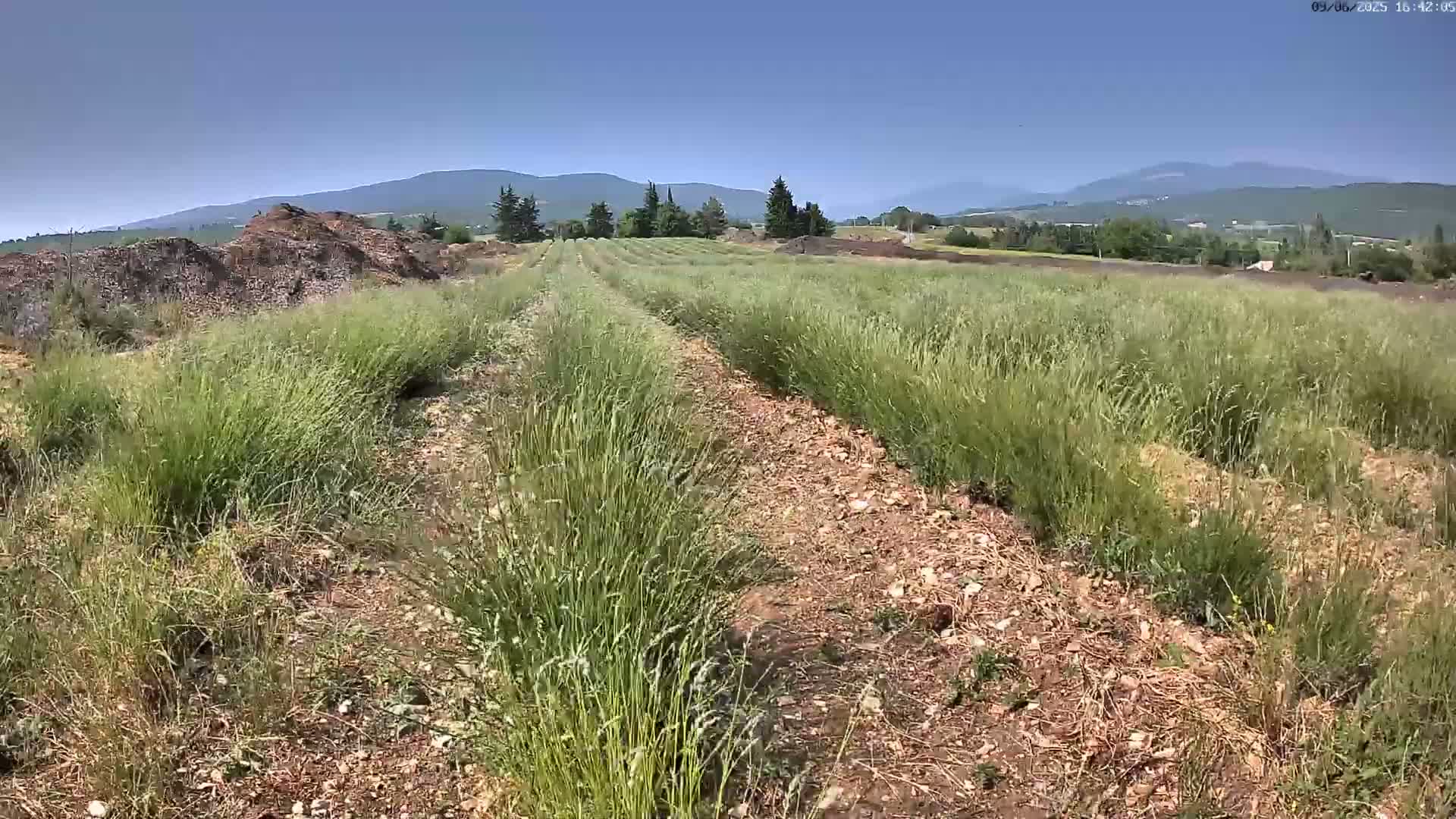 Rows of tall, green grass grow in a field under a clear blue sky, with mountains visible in the distance and piles of mulch or debris near the foreground.