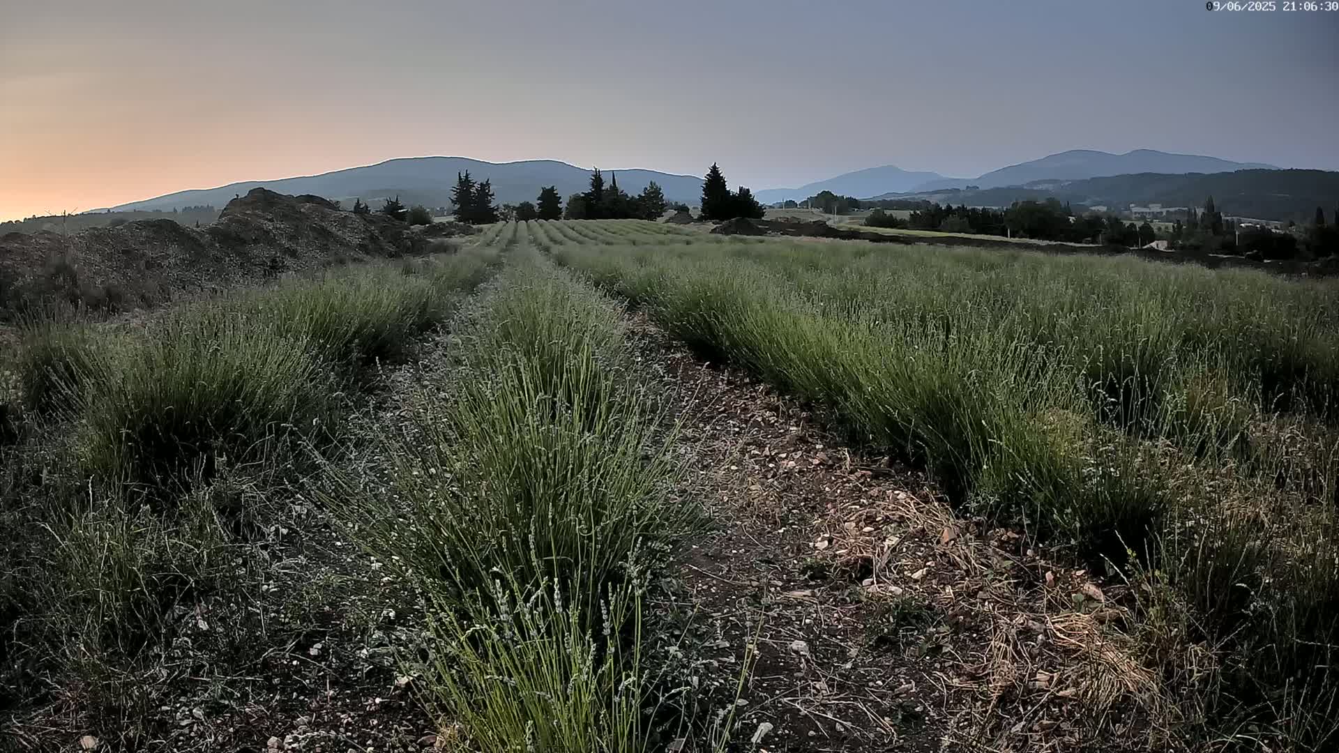 Sault - Pied du Ventoux Plant Field Panaromic Live Cam - Carpentras, Vaucluse, Provence-Alpes-Cote d’Azur, France