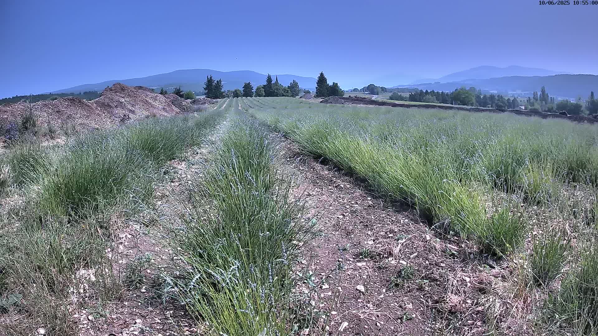 Rows of young lavender plants grow in a field on a clear, sunny day with mountains in the distance.