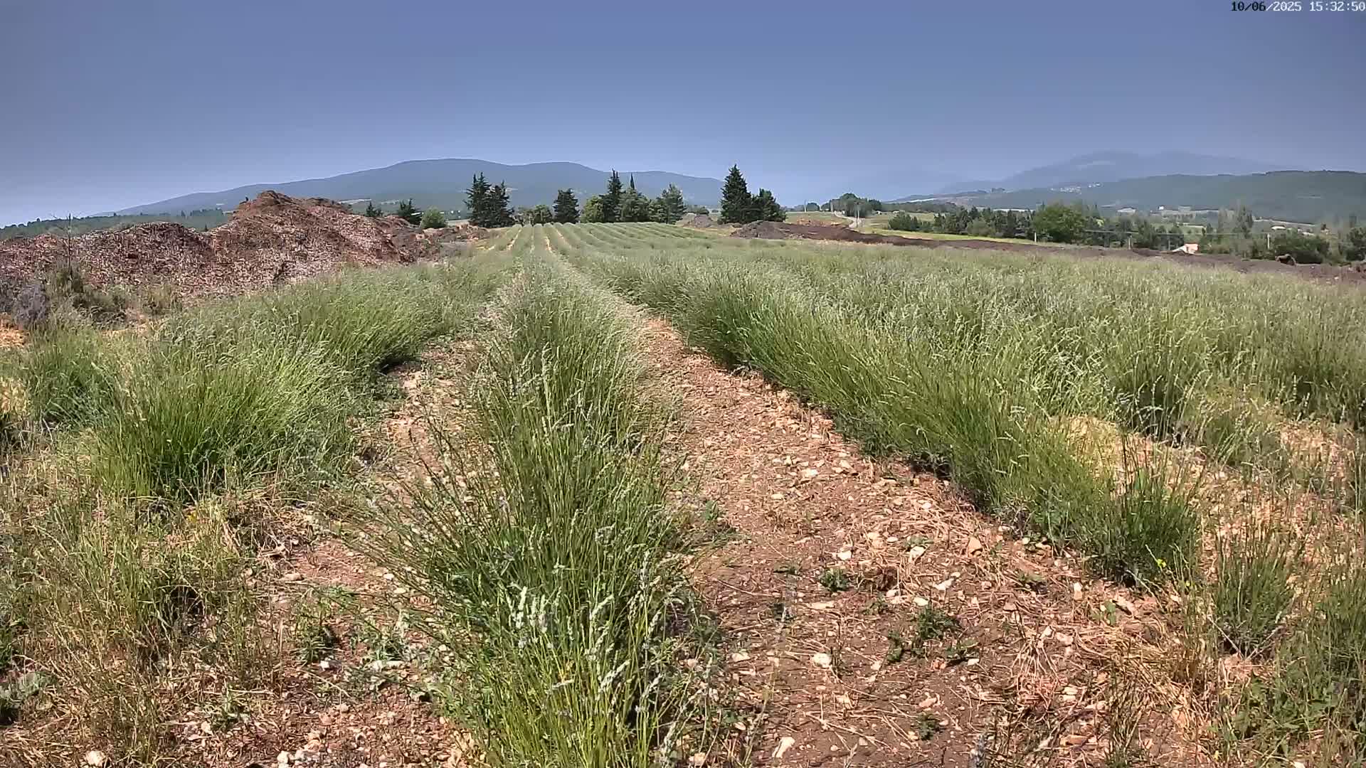 Rows of tall grass grow in a field under a clear blue sky, with distant mountains visible in the background.