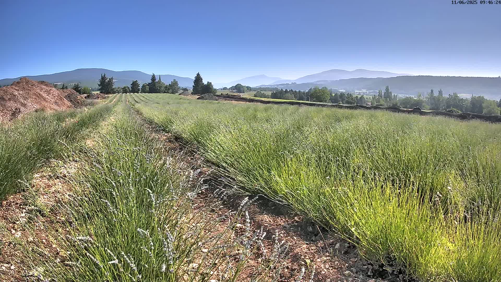 Rows of young lavender plants grow in a field under a clear blue sky, with distant mountains visible in the background.