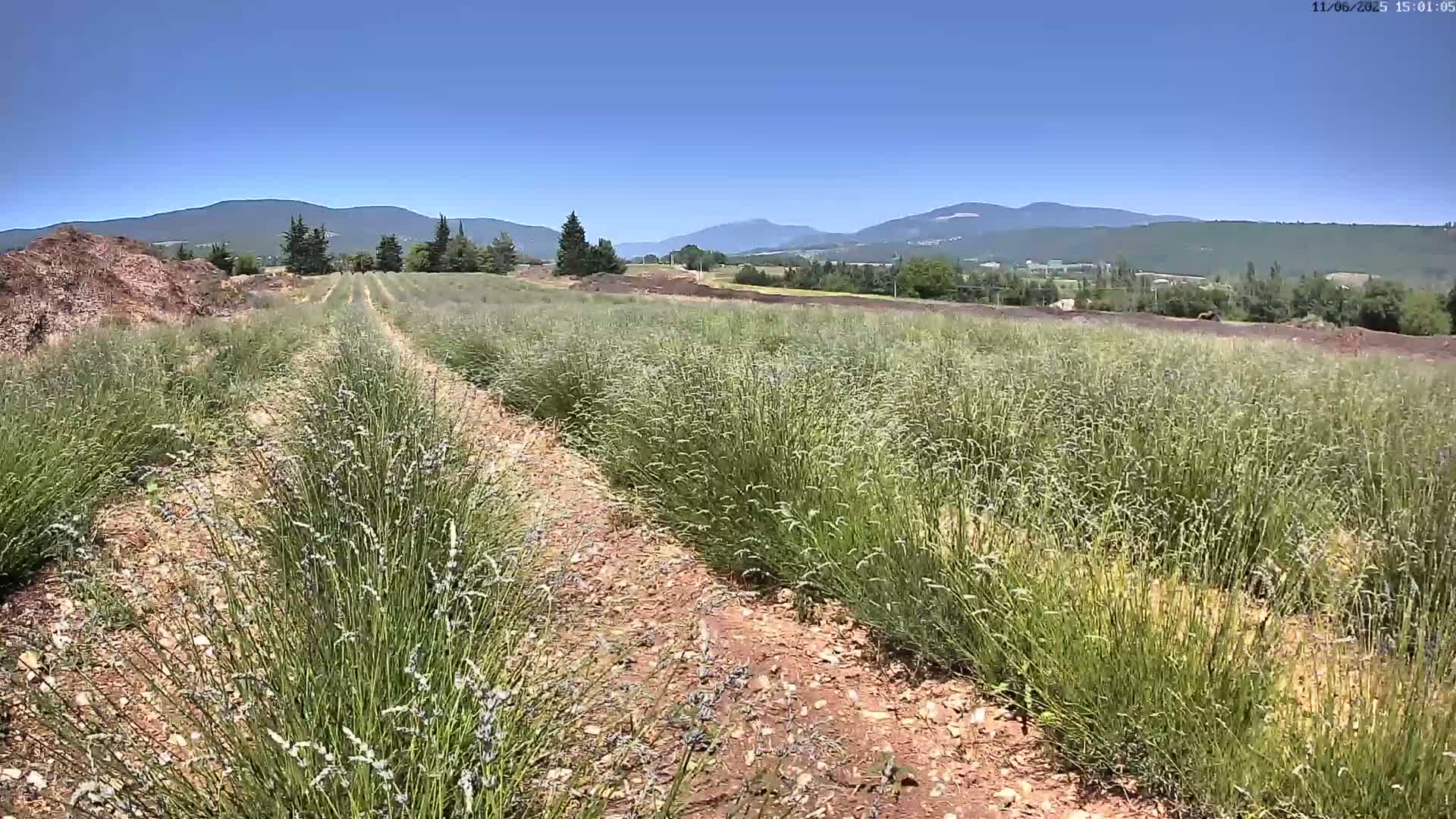 Two rows of lavender plants grow in a field under a clear blue sky, with mountains in the distance.