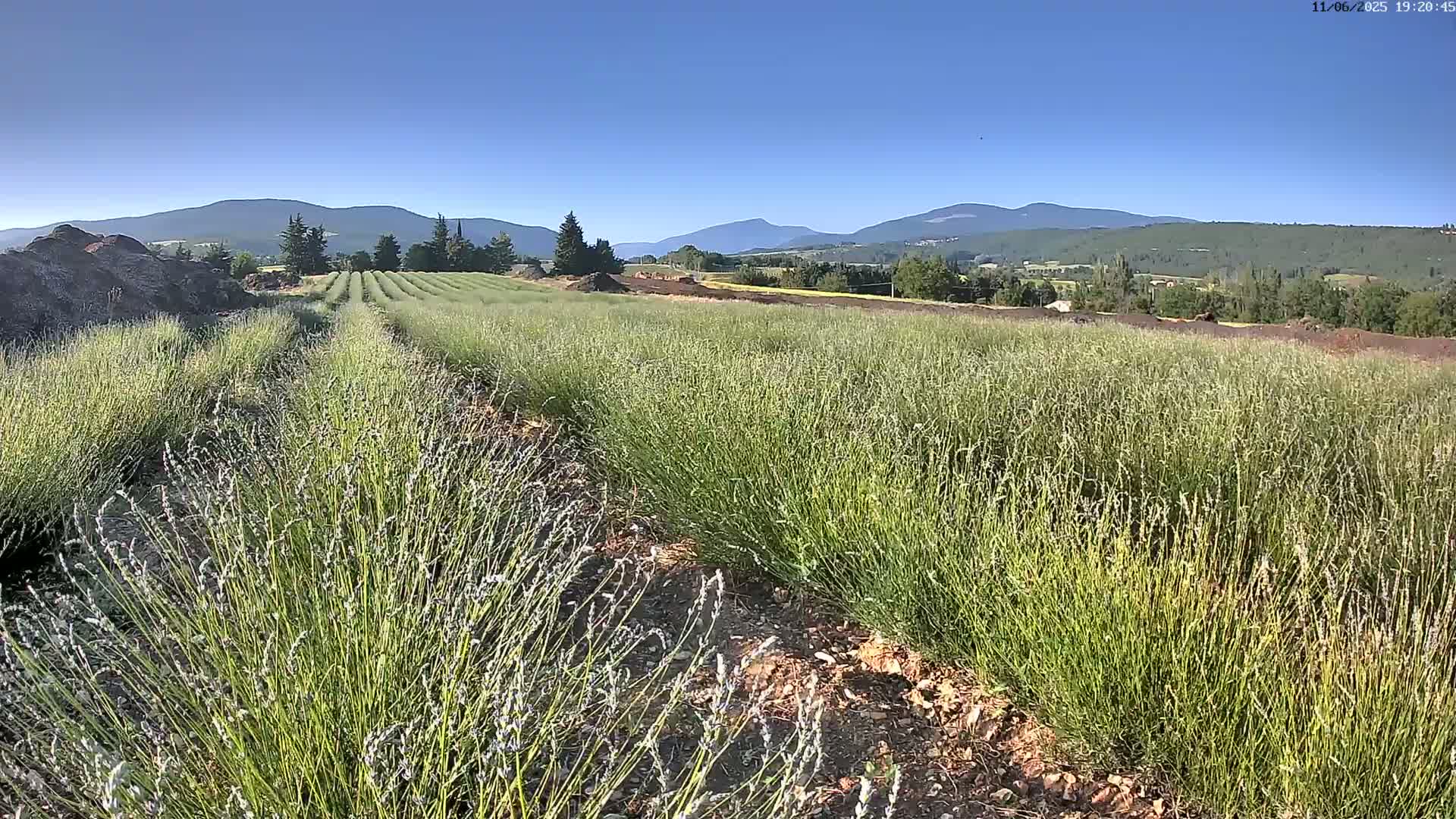 Rows of young lavender plants stretch across a field under a clear blue sky, with mountains visible in the distance.