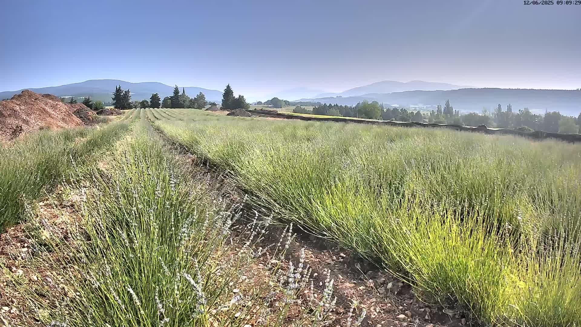 Rows of young lavender plants stretch across a field under a clear blue sky, with distant hazy mountains in the background.