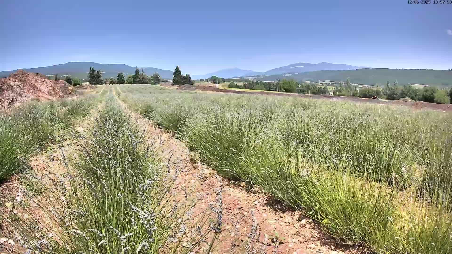 Rows of lavender plants grow in a field under a clear blue sky, with mountains visible in the distance.