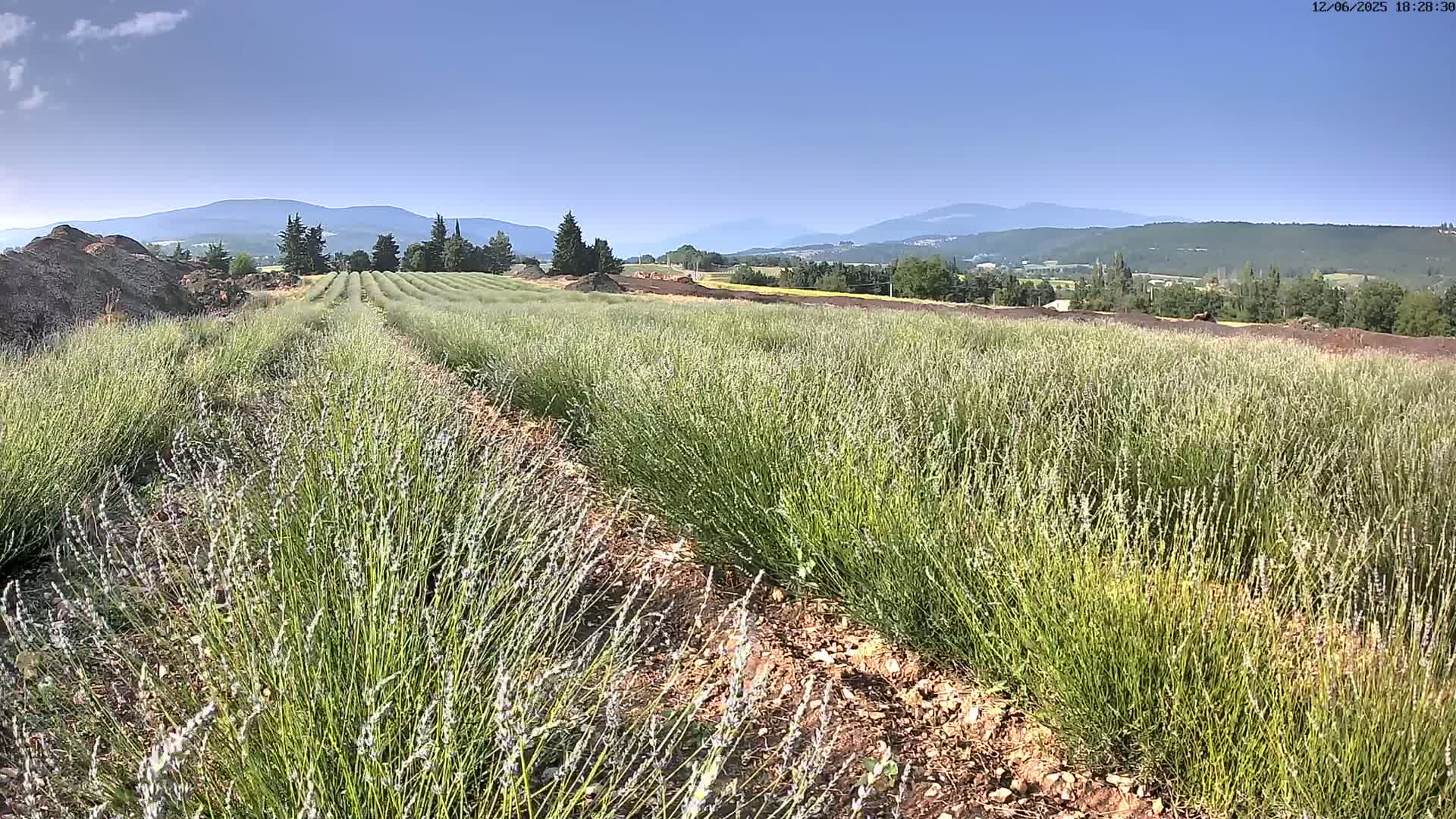 Rows of lavender plants stretch across a field under a clear blue sky, with mountains in the distance.