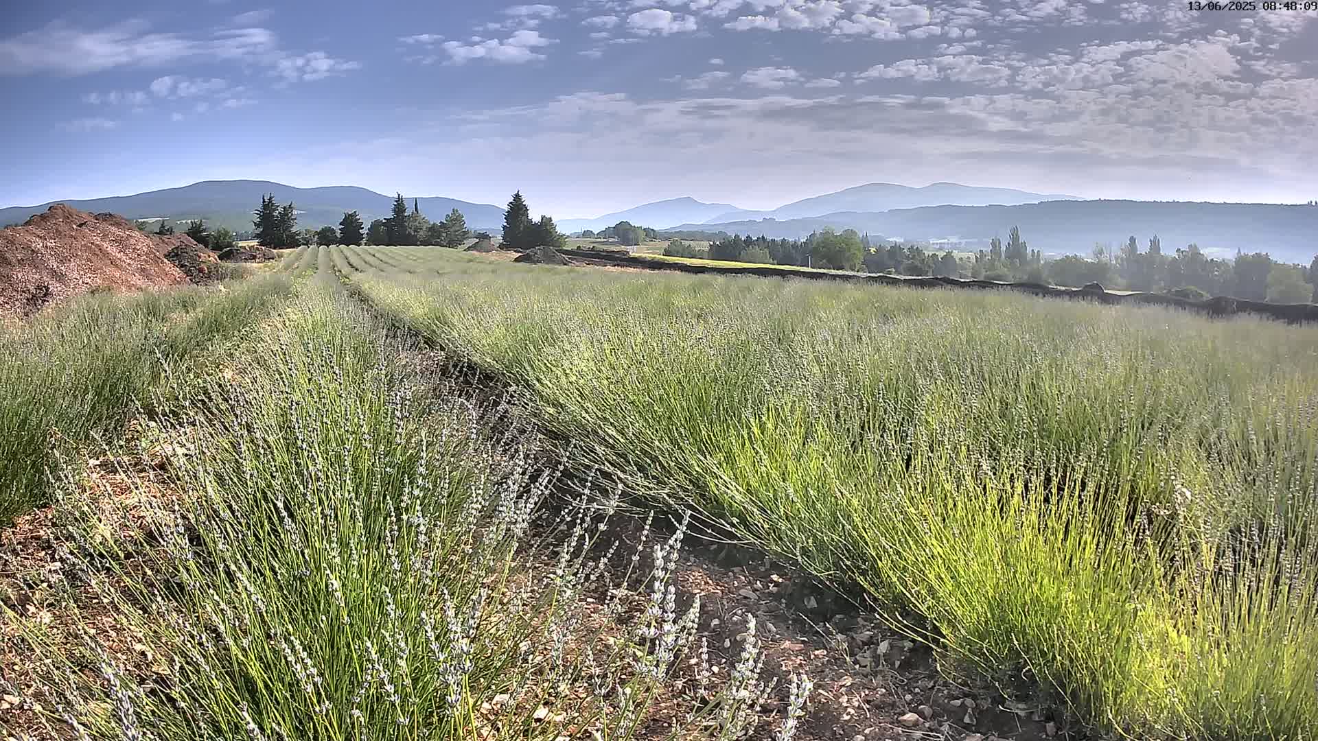 Sault - Pied du Ventoux Plant Field Panaromic Live Cam - Carpentras, Vaucluse, Provence-Alpes-Cote d’Azur, France