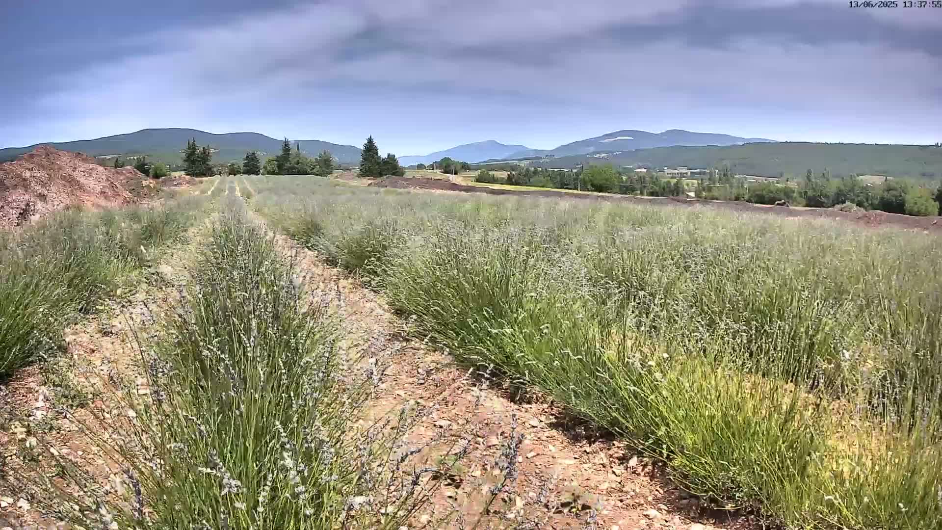Rows of lavender plants grow in a field under a partly cloudy sky, with mountains visible in the distance.